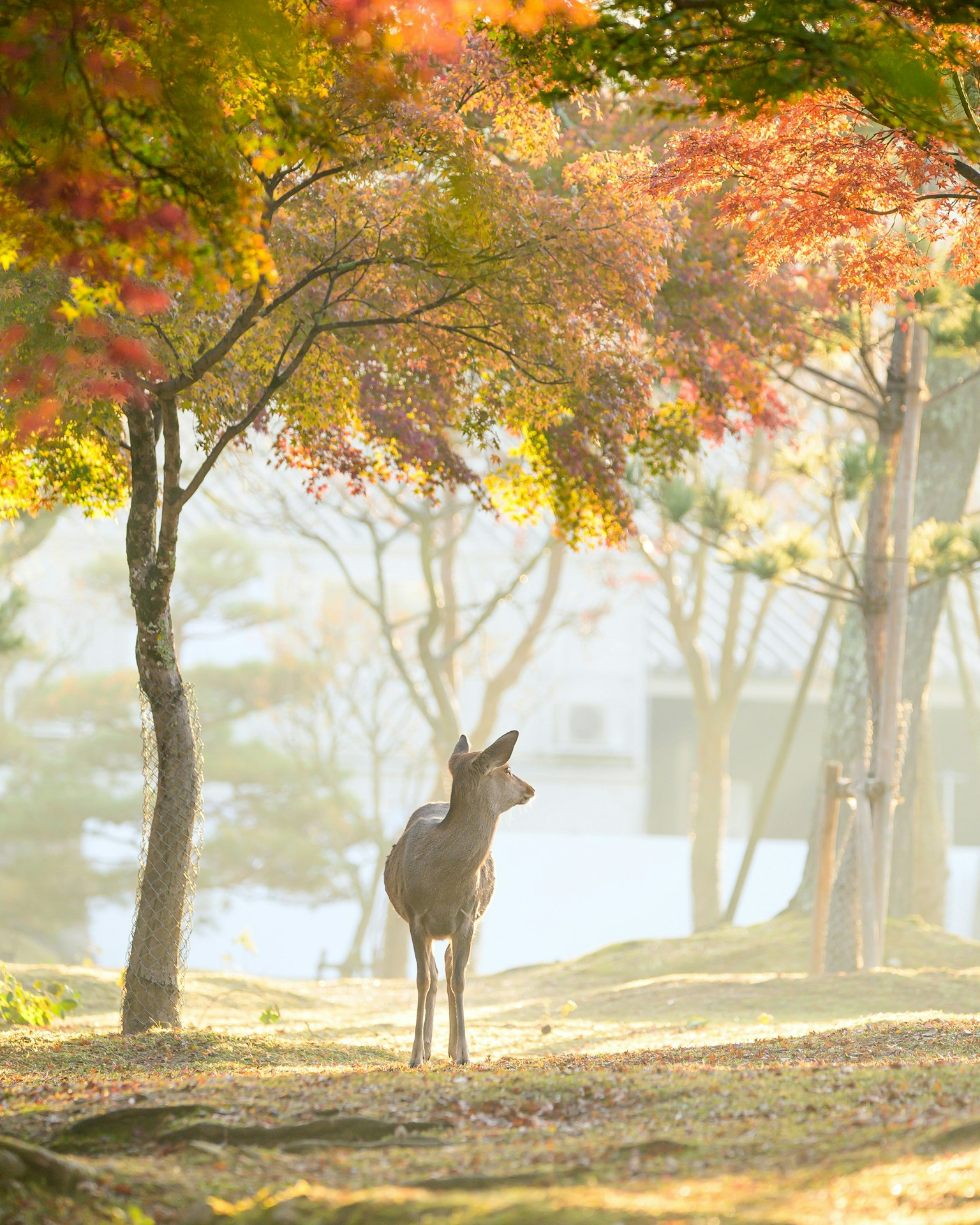 city-nara-cover-image