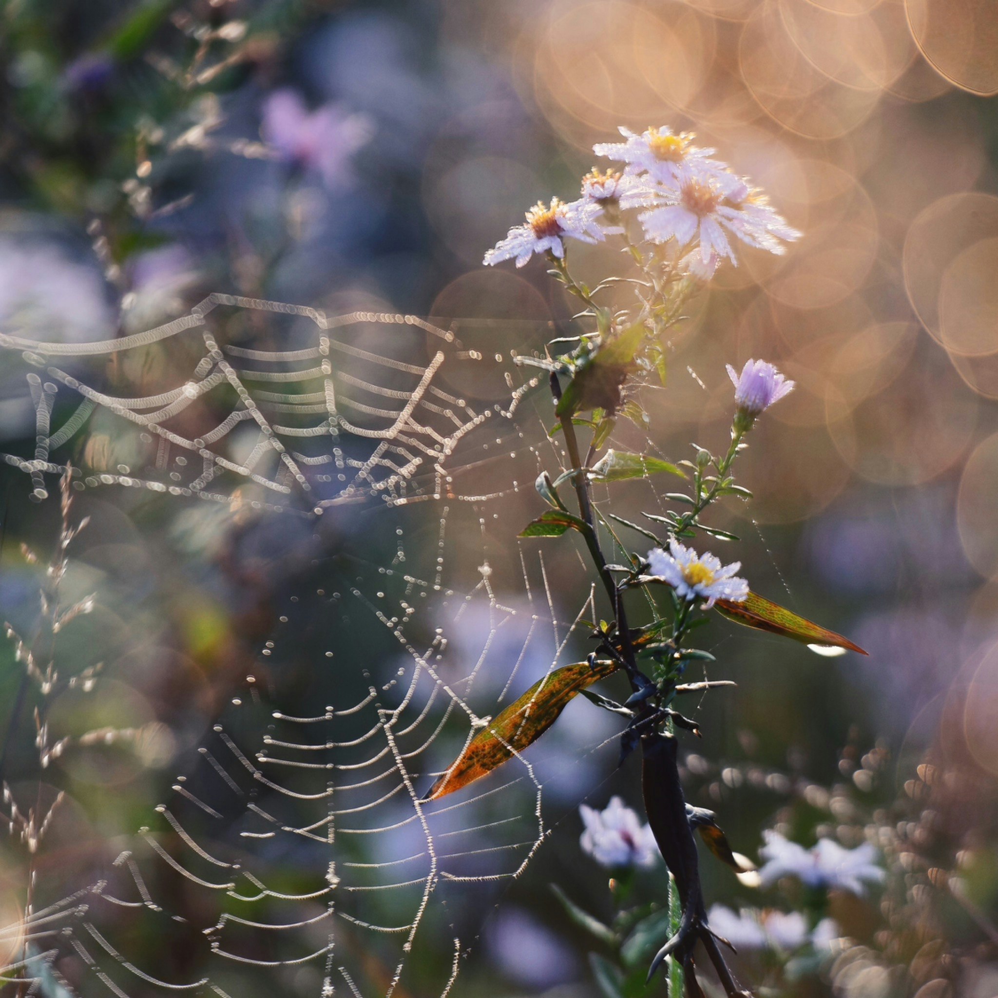 circle-YlUjAukBoNsluY81W6rc-icon-image