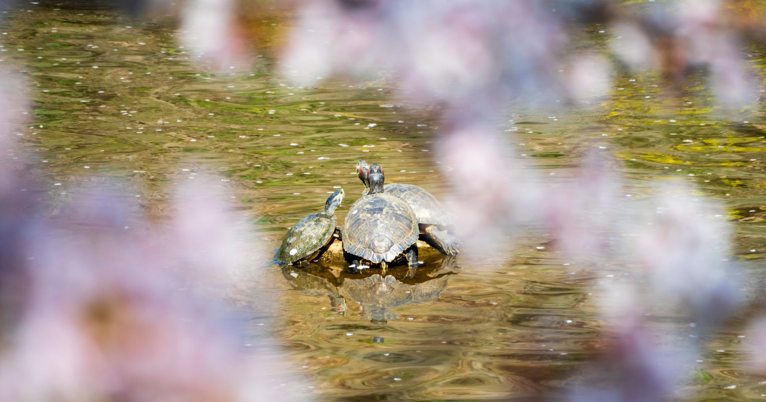 contest-3kNCoxNhHv2TbO9JOB9P-cover-image