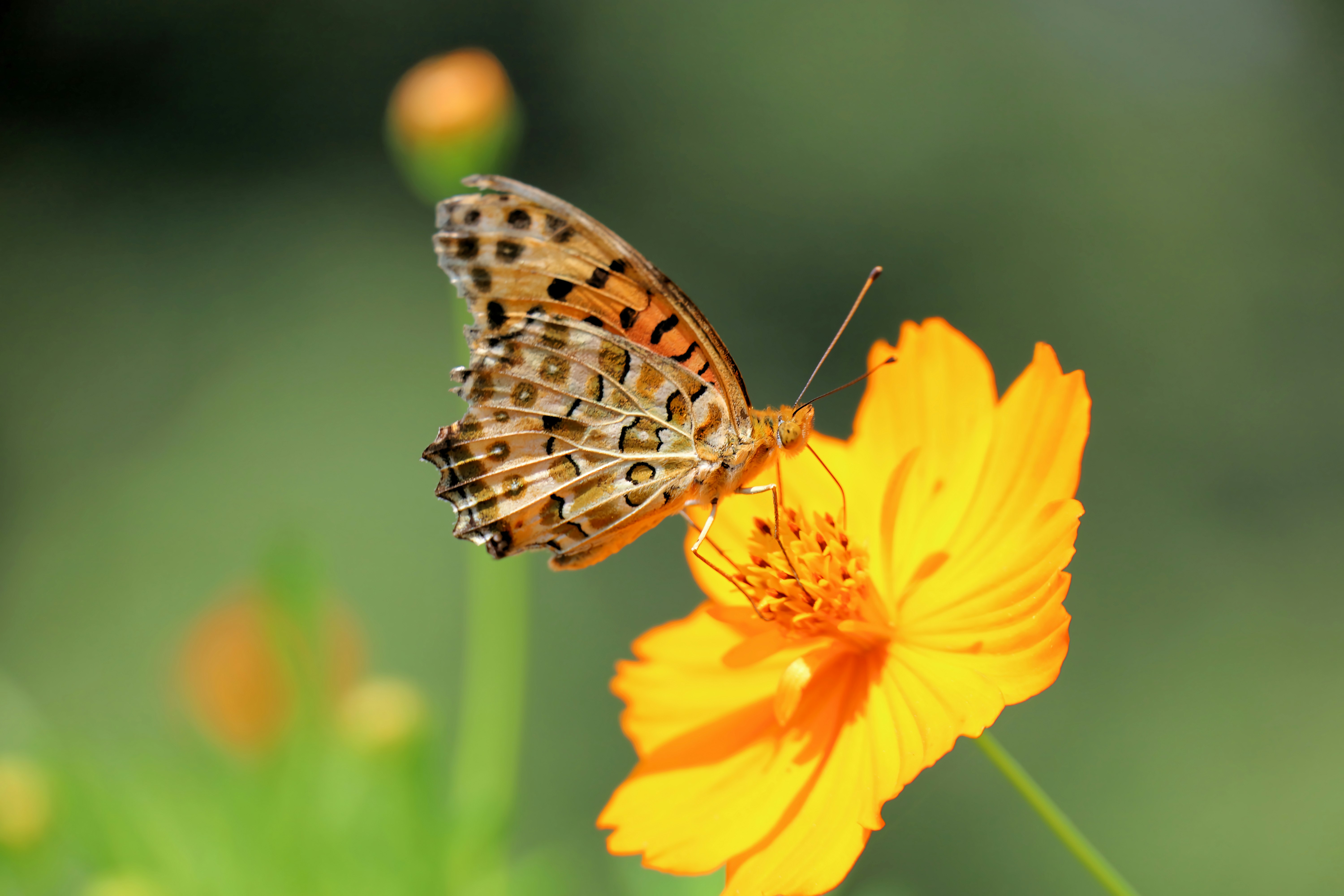 contest-4f2ZrK02mRn4BvHFOm0K-cover-image