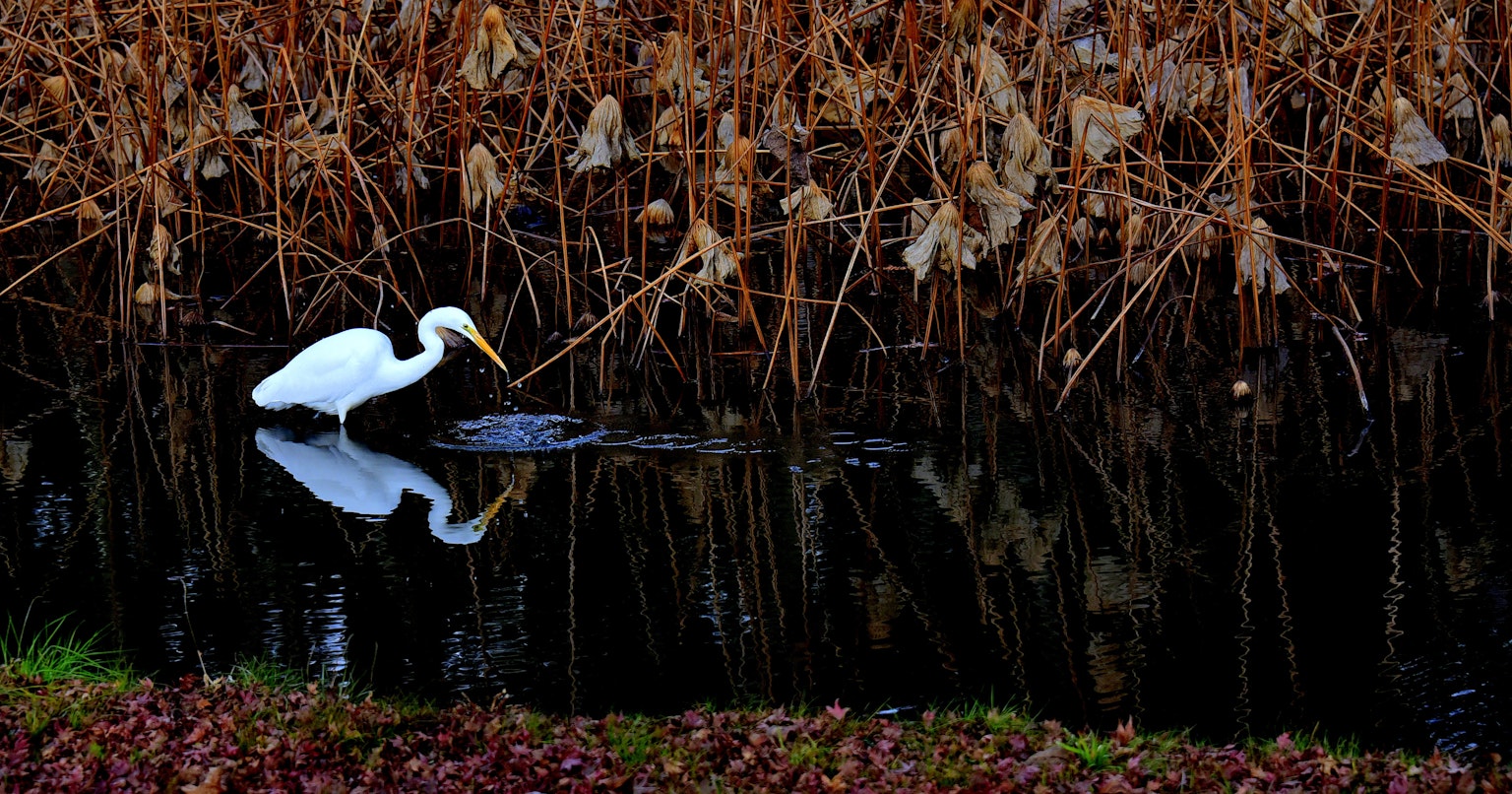 contest-UY9iO4IWJ7SkeMVWuD6T-cover-image