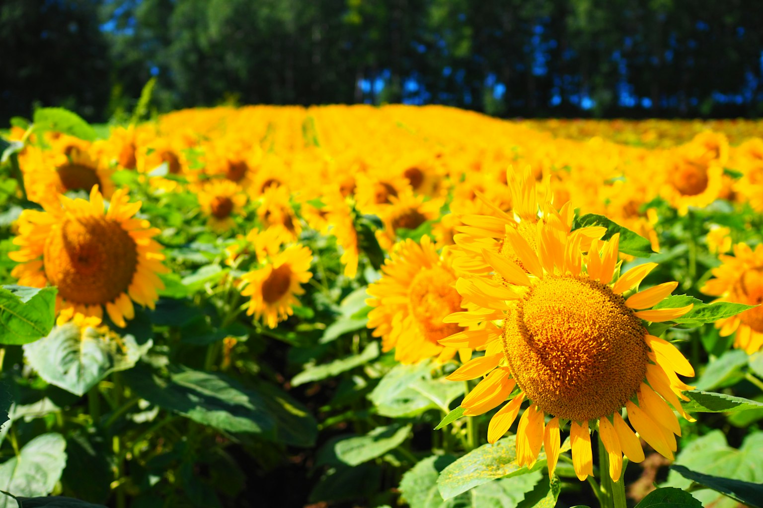 Campo di girasoli vibrante con fiori gialli luminosi