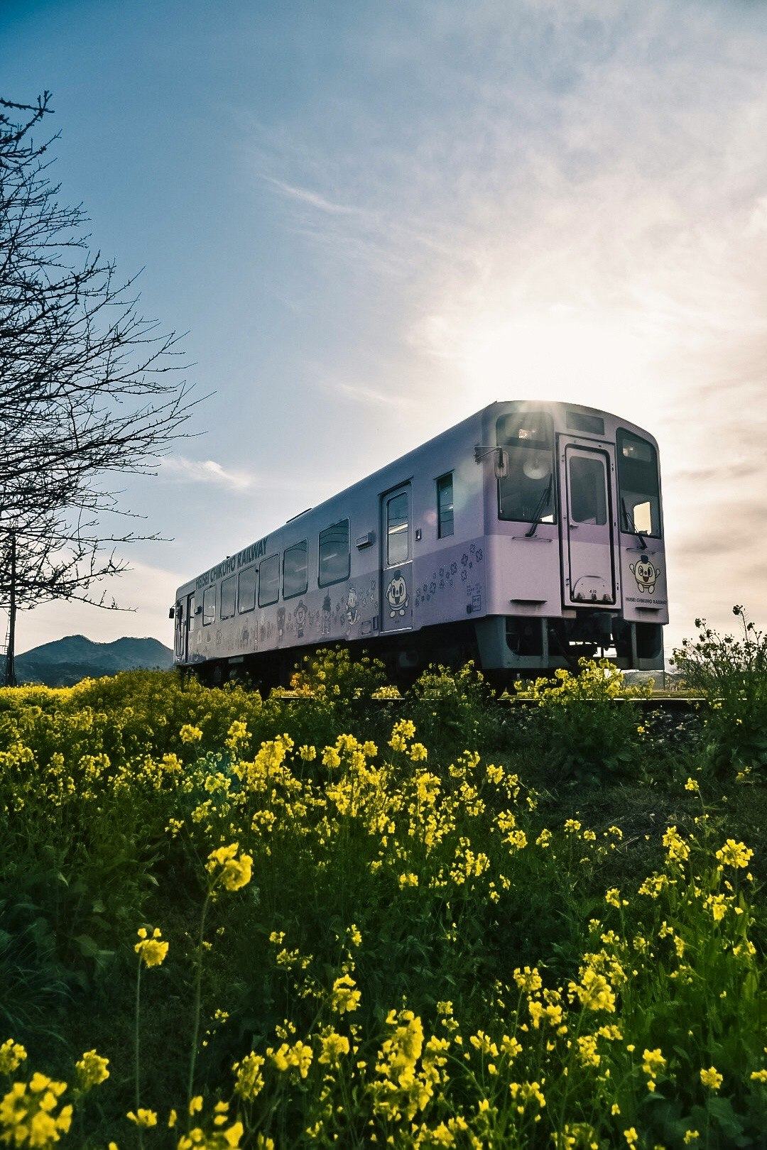 春の菜の花畑を走る電車