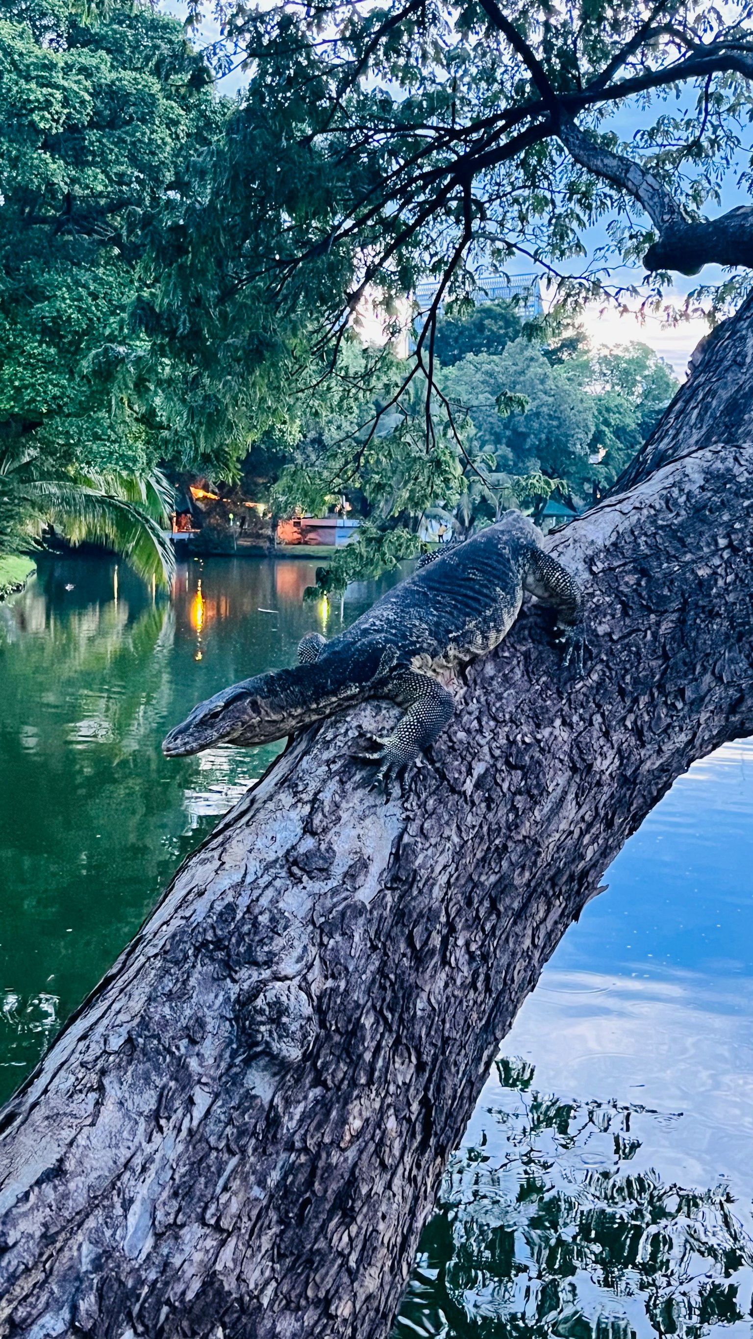 Cocodrilo descansando sobre un árbol junto al agua vegetación exuberante y superficie de agua tranquila