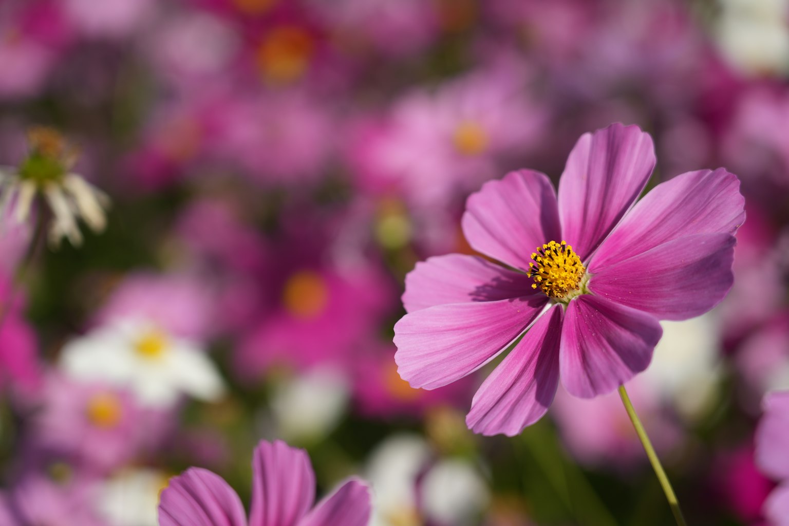 Sebuah bunga cosmos pink cerah menonjol di latar depan dengan latar belakang bunga berwarna-warni yang kabur