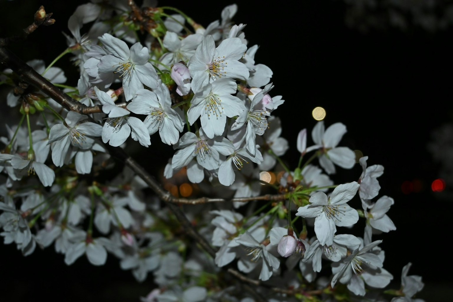 Close-up of cherry blossoms at night featuring white petals and pale pink buds
