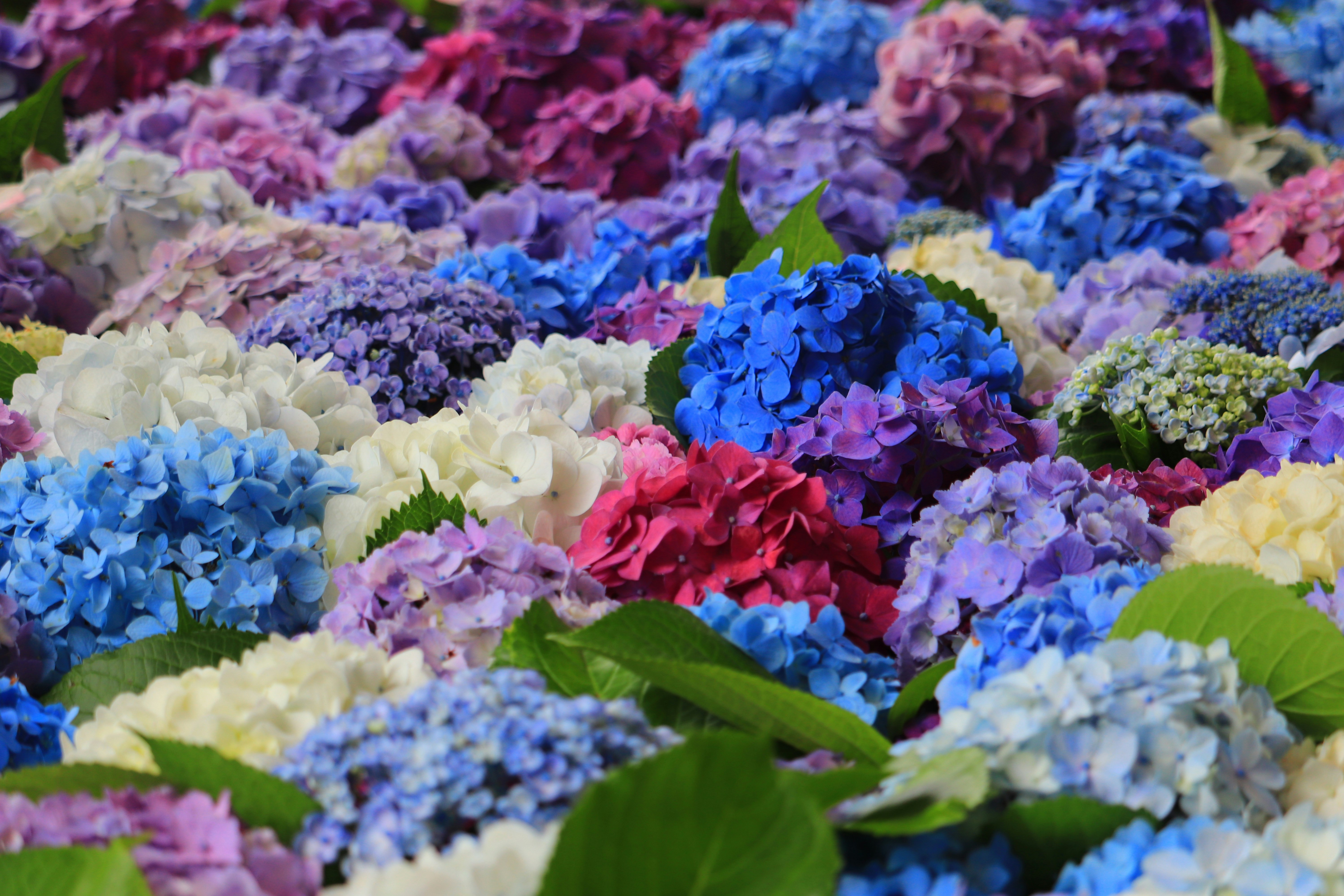 色とりどりのアジサイの花が敷き詰められた花壇