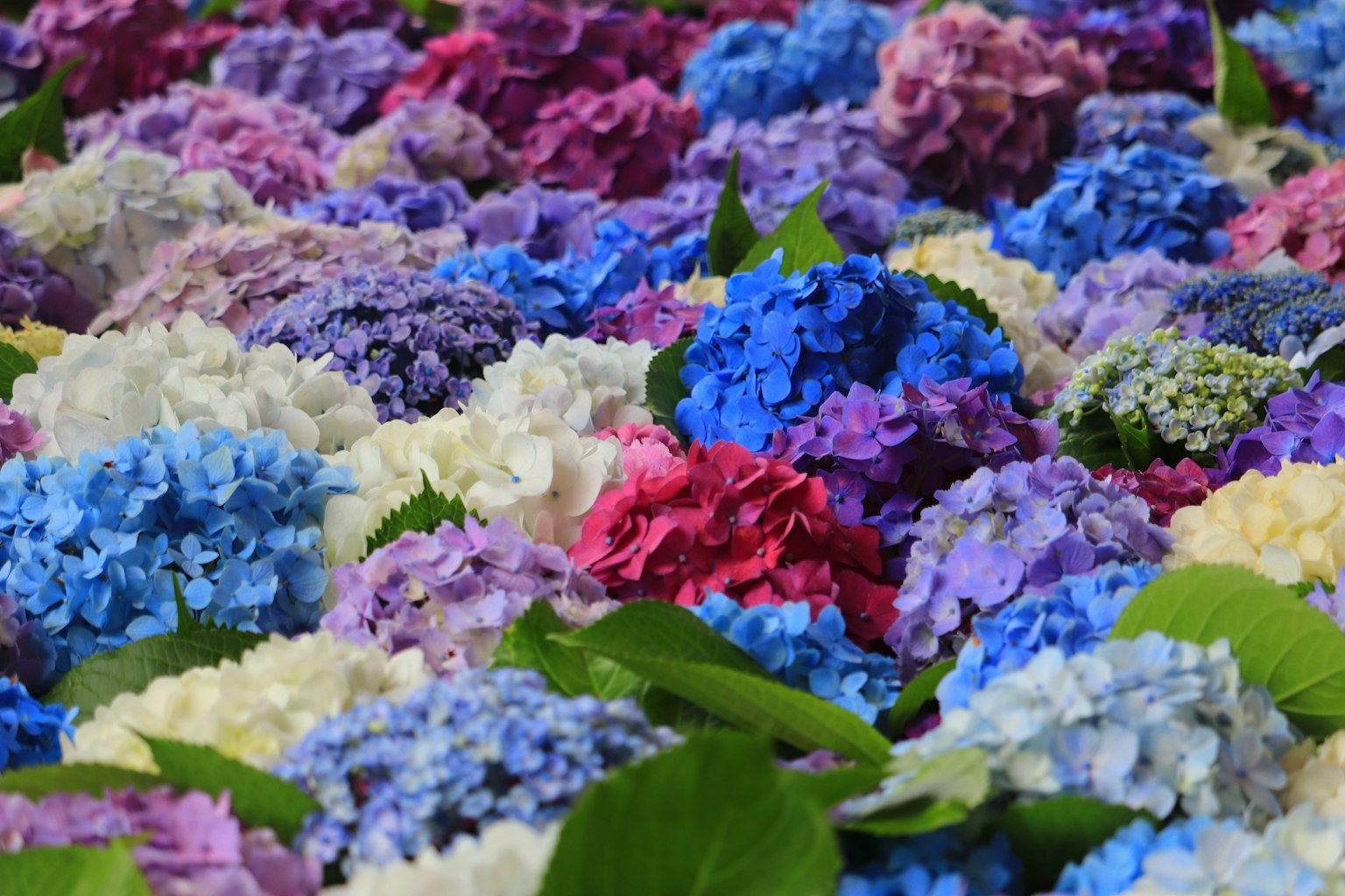 Una hermosa escena de flores de hortensia coloridas dispuestas juntas