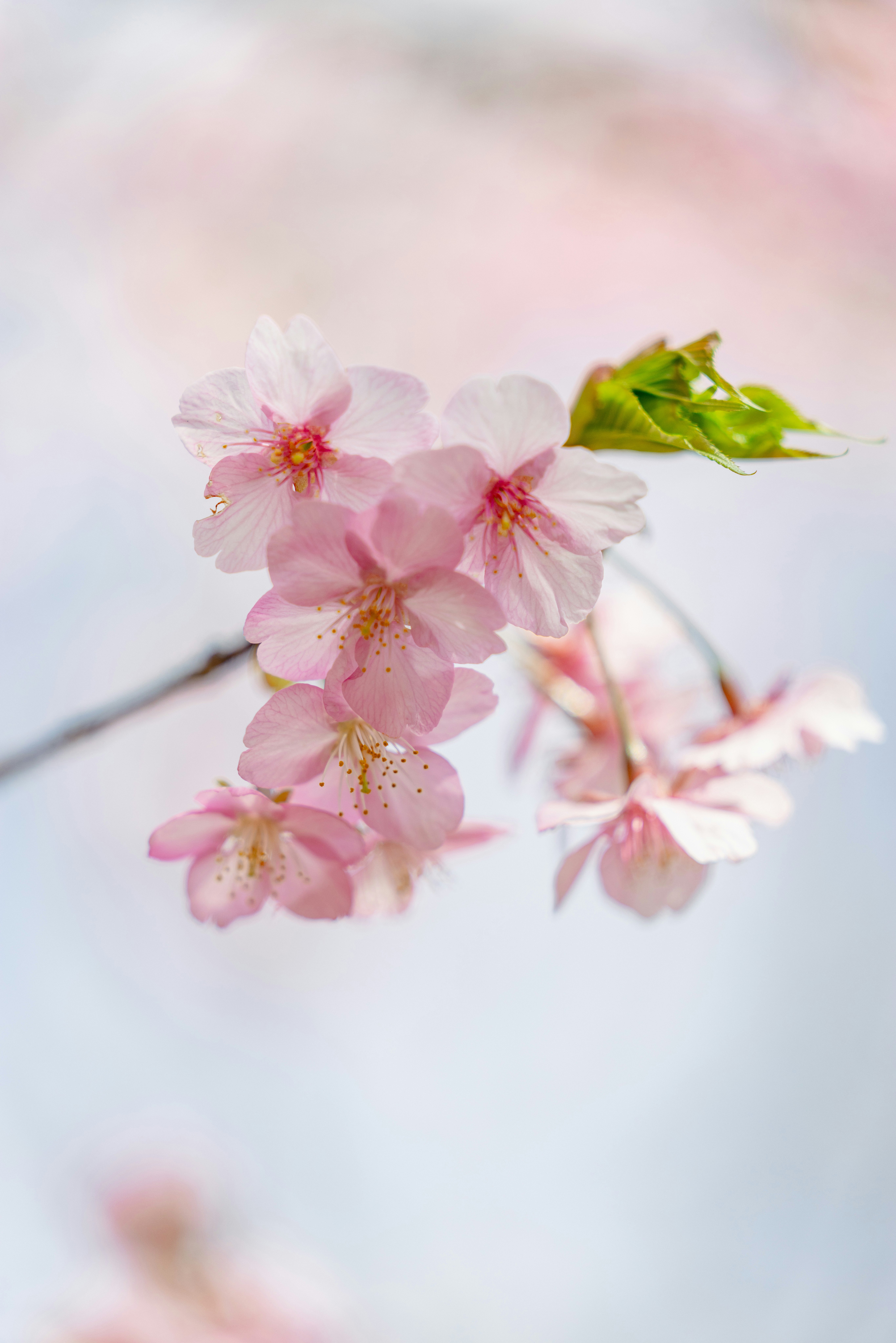 河津桜の淡いピンクの花が咲く枝のクローズアップ