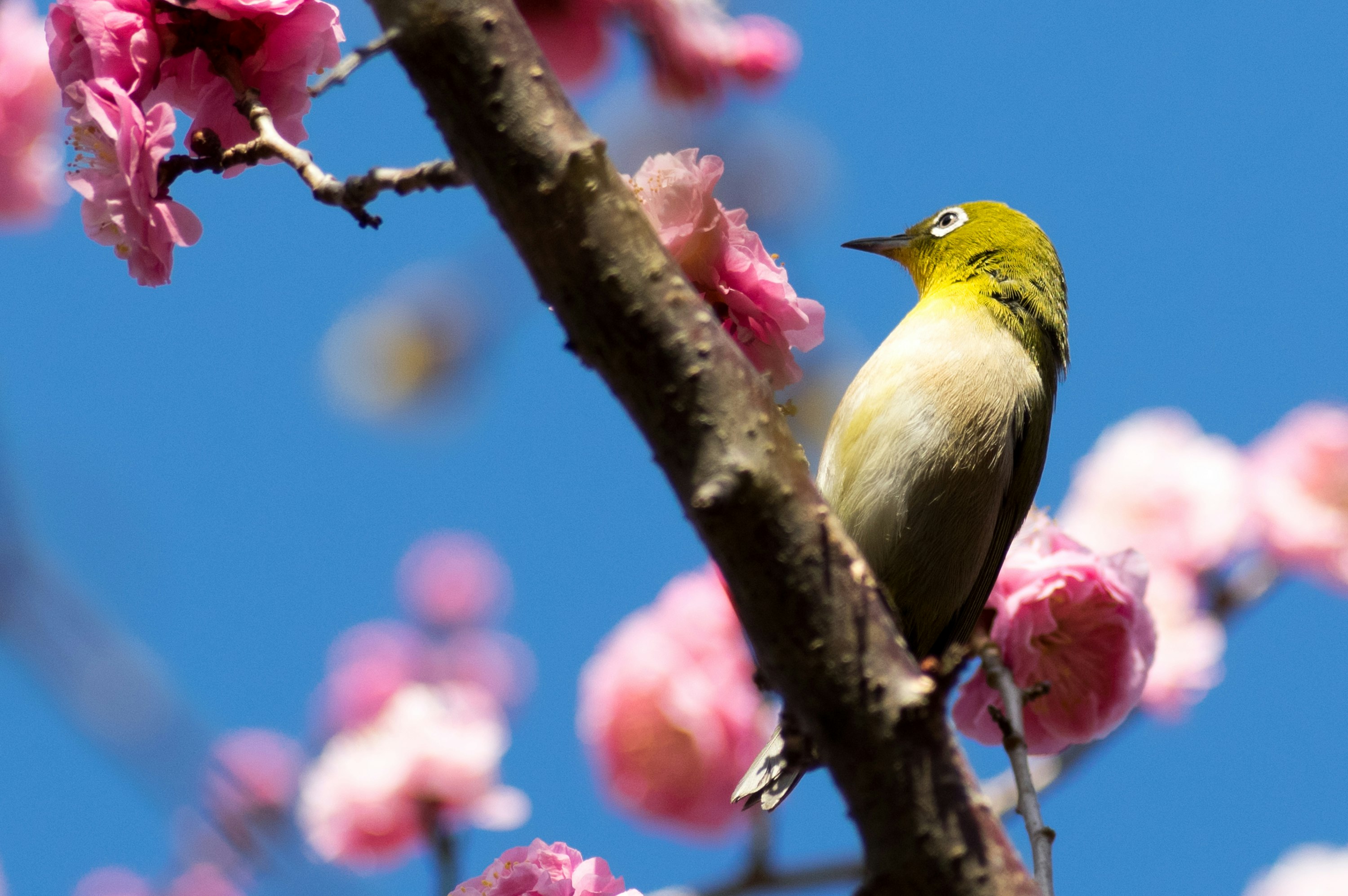 桜の花にとまる小鳥