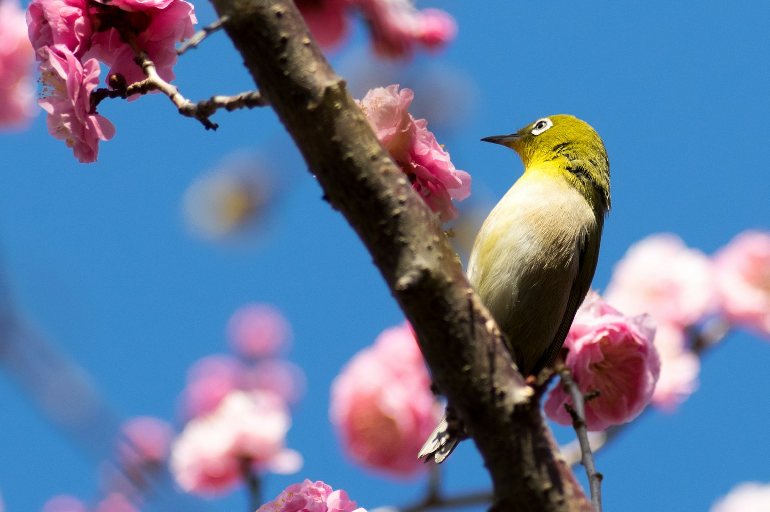 Ein kleiner Vogel auf Kirschblüten vor einem blauen Himmel