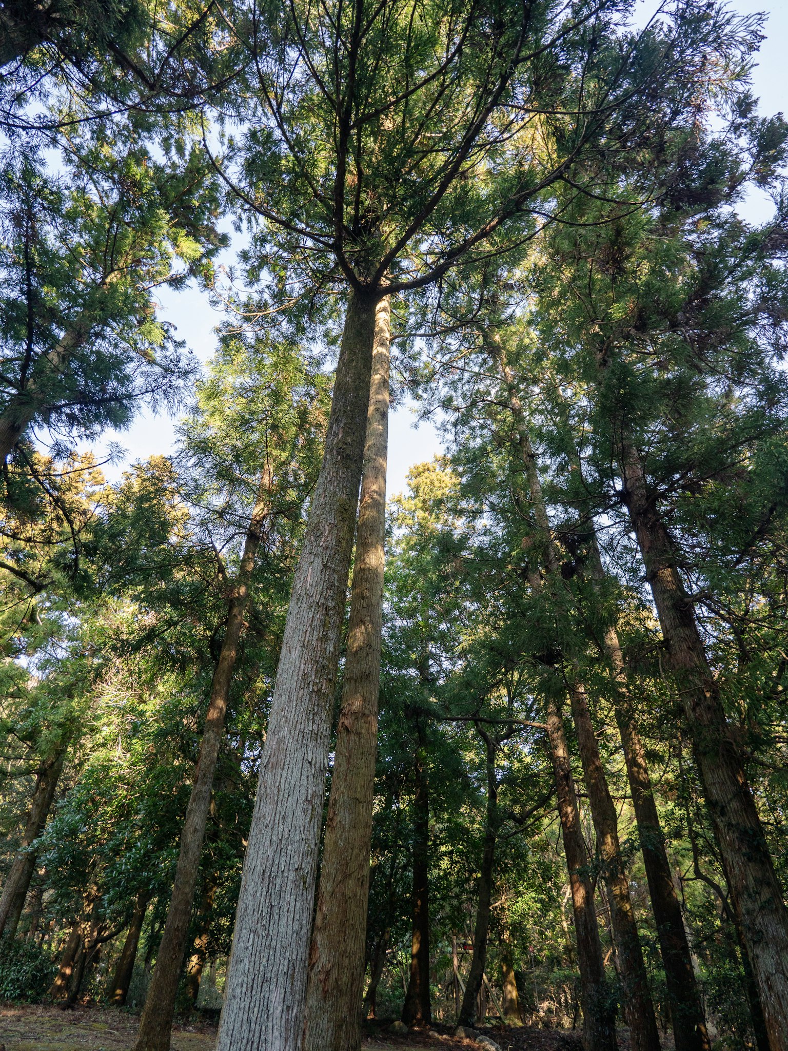 Grands arbres entourés de verdure dans une forêt
