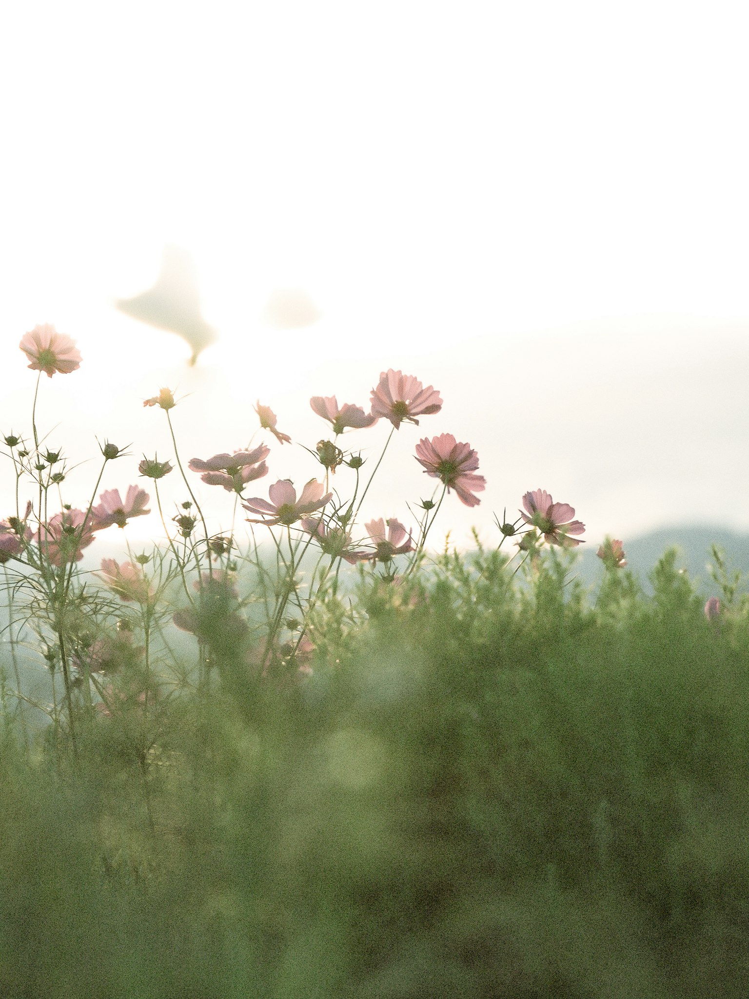 淡い色合いの花々が咲く風景 背景にはぼんやりとした山々が見える