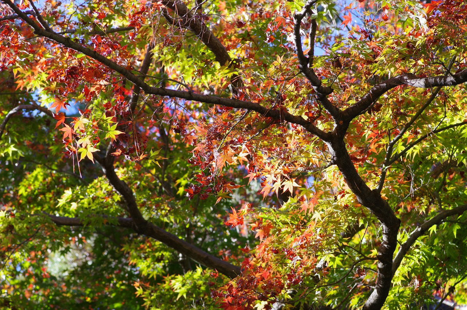 Rami di un albero con foglie autunnali dai colori vivaci rosso e verde