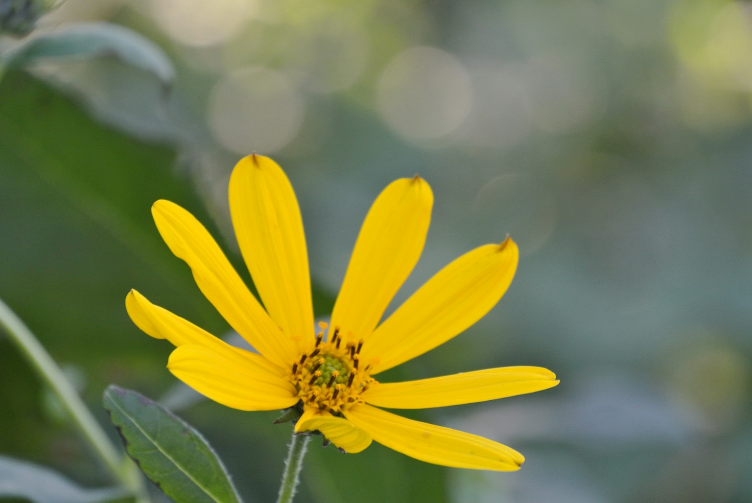 Un fiore giallo brillante con petali allungati su uno sfondo verde sfocato