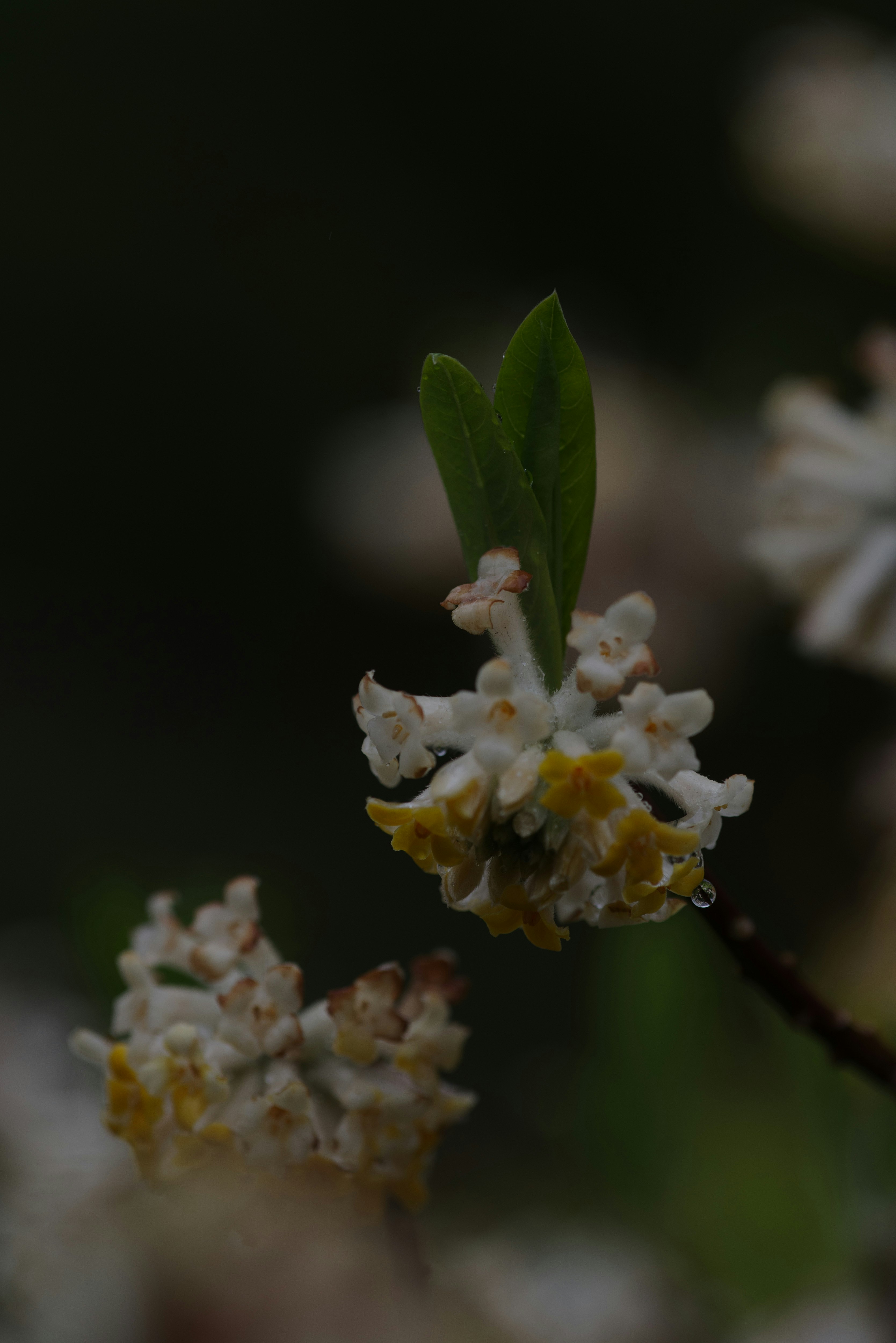 ミツマタの新芽が咲く枝先のクローズアップ