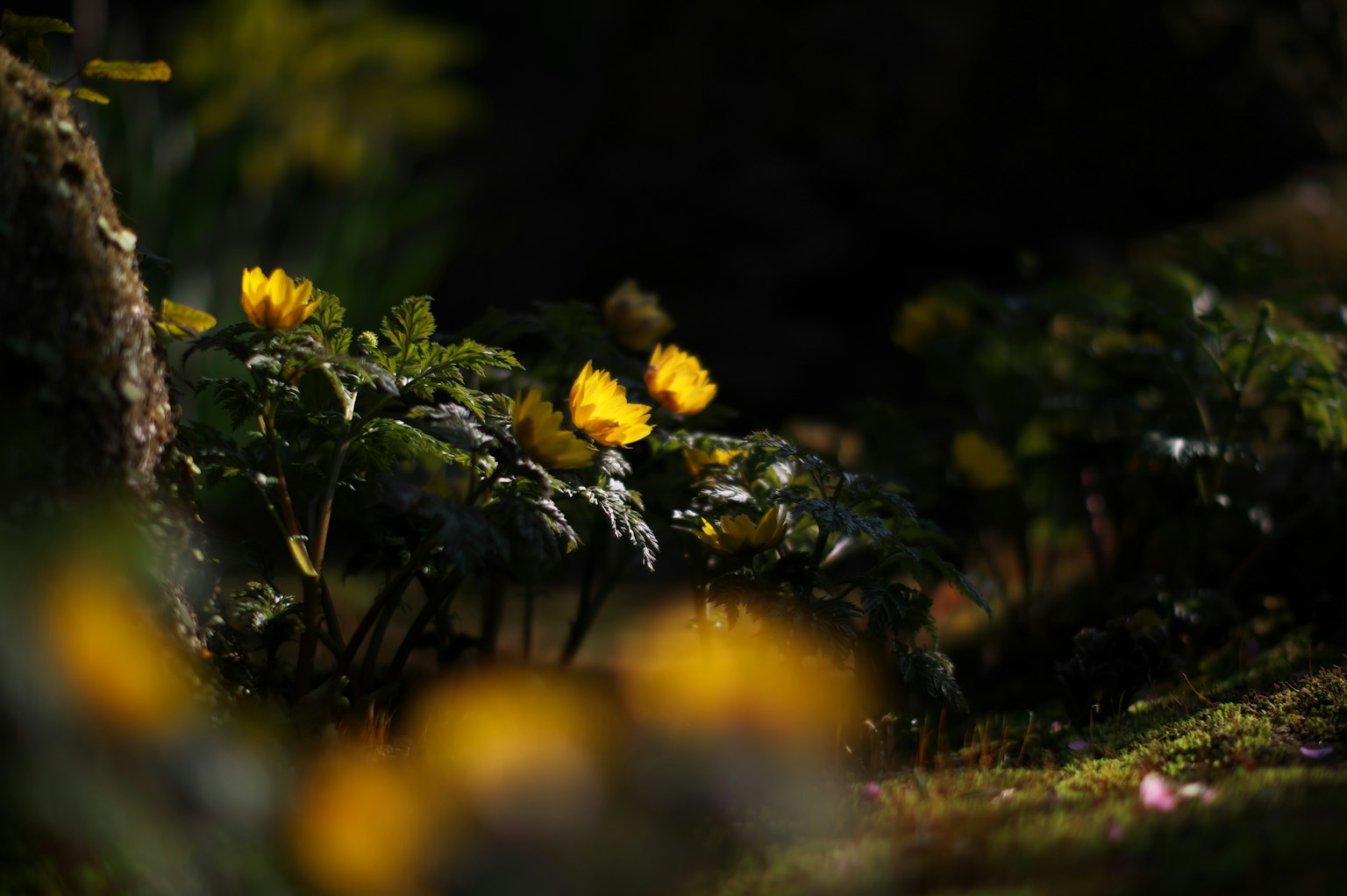 Flores amarillas vibrantes floreciendo entre el follaje verde en un fondo oscuro