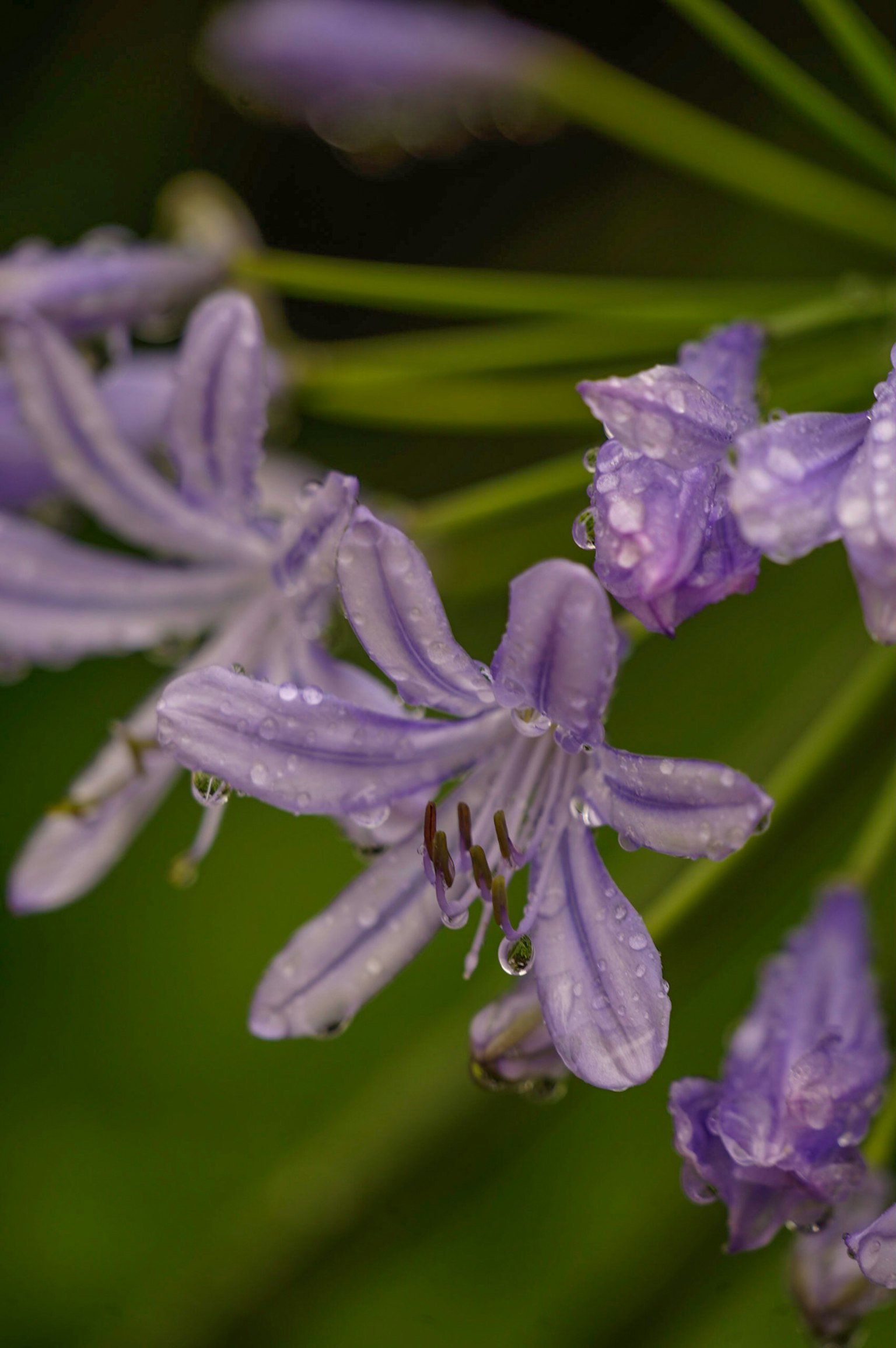 Fiori viola adornati da gocce d'acqua su uno sfondo verde