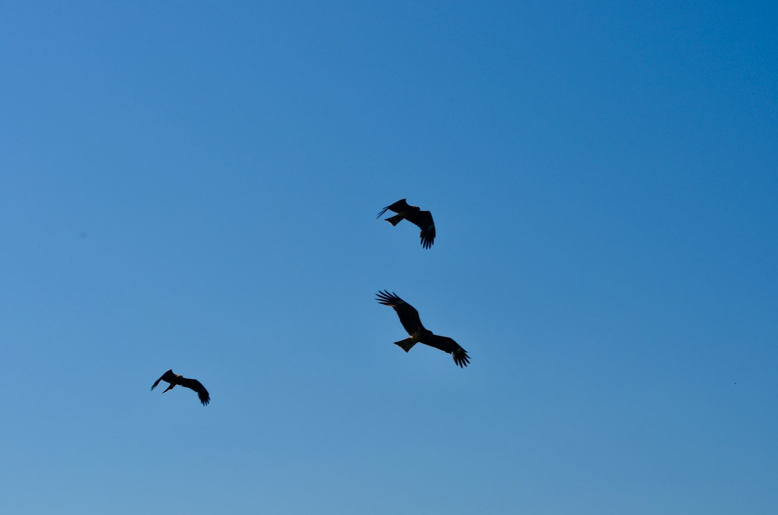 Tiga burung terbang di langit biru yang cerah