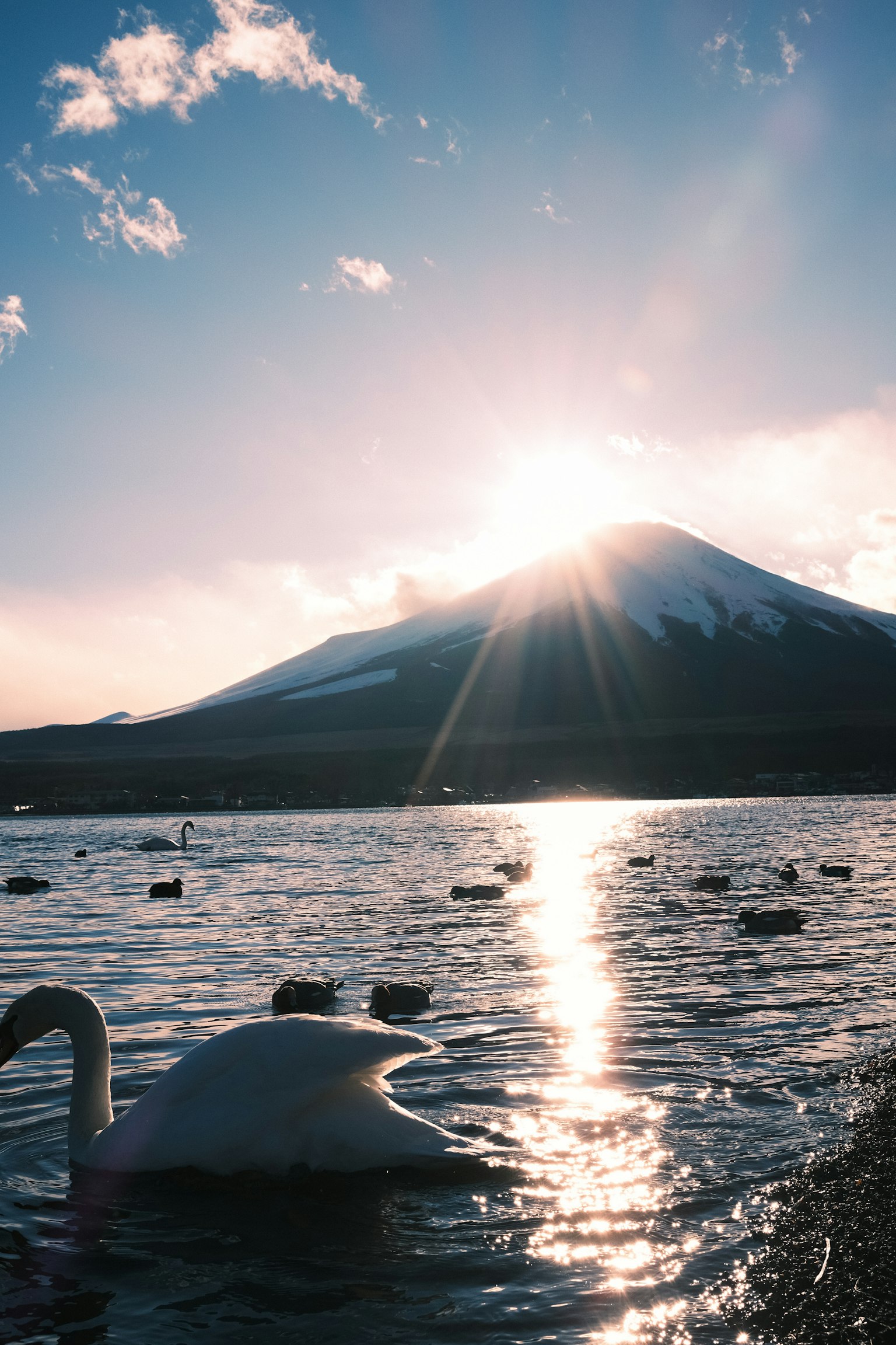 Angsa mengapung di danau dengan Gunung Fuji di latar belakang dan matahari bersinar