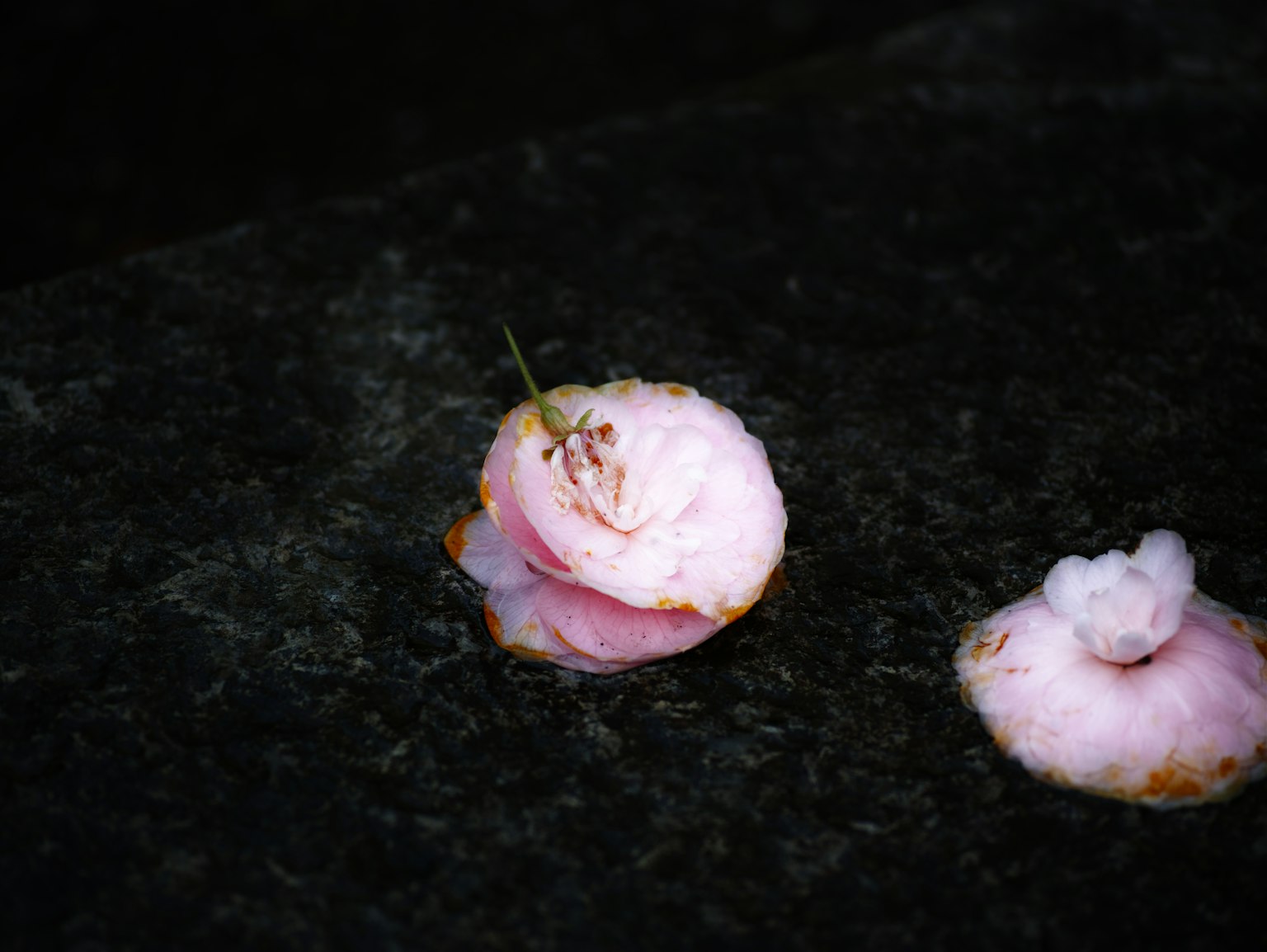 Immagine che mostra petali di fiori rosa delicati caduti su una superficie scura