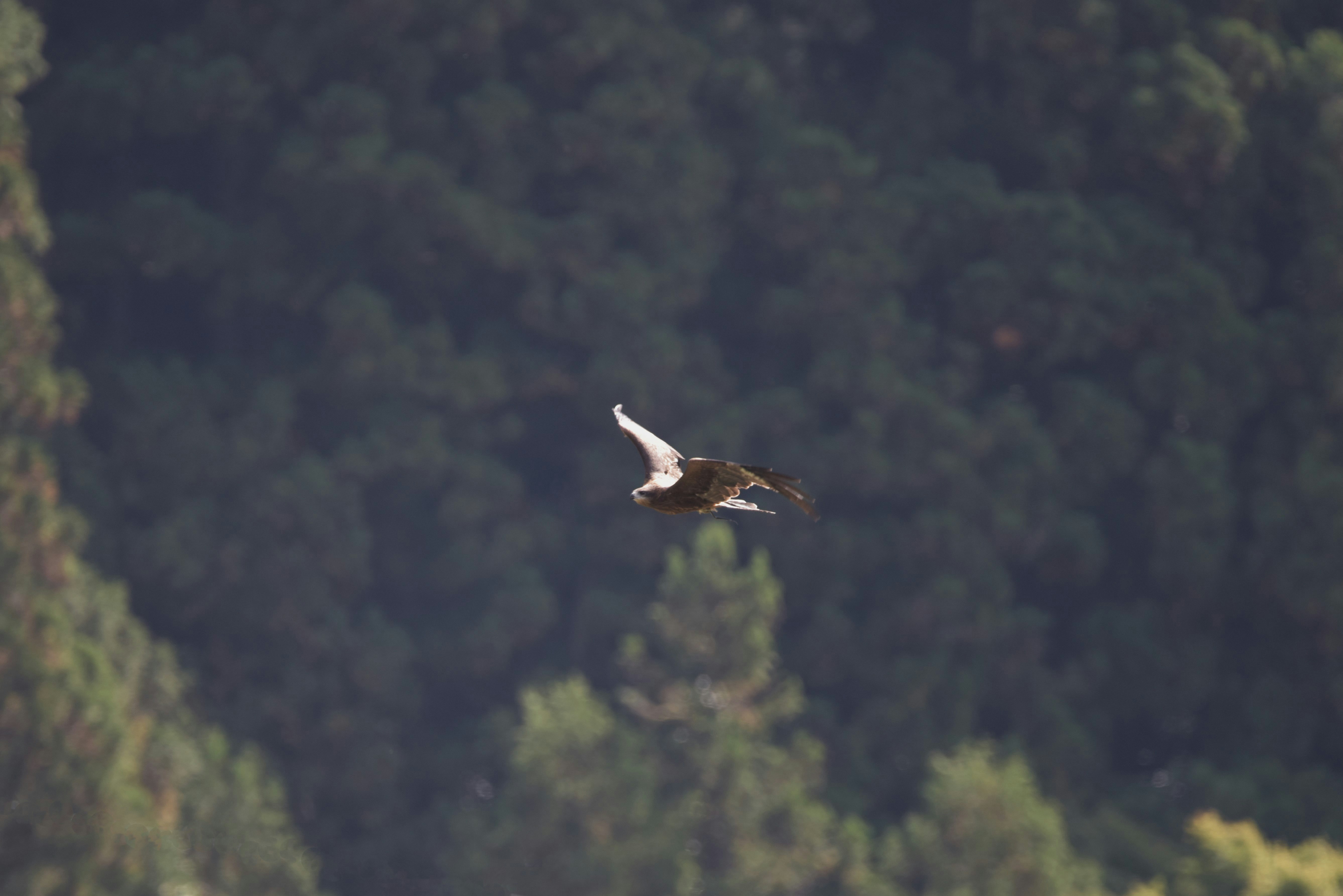 raptor gliding over a forest canopy