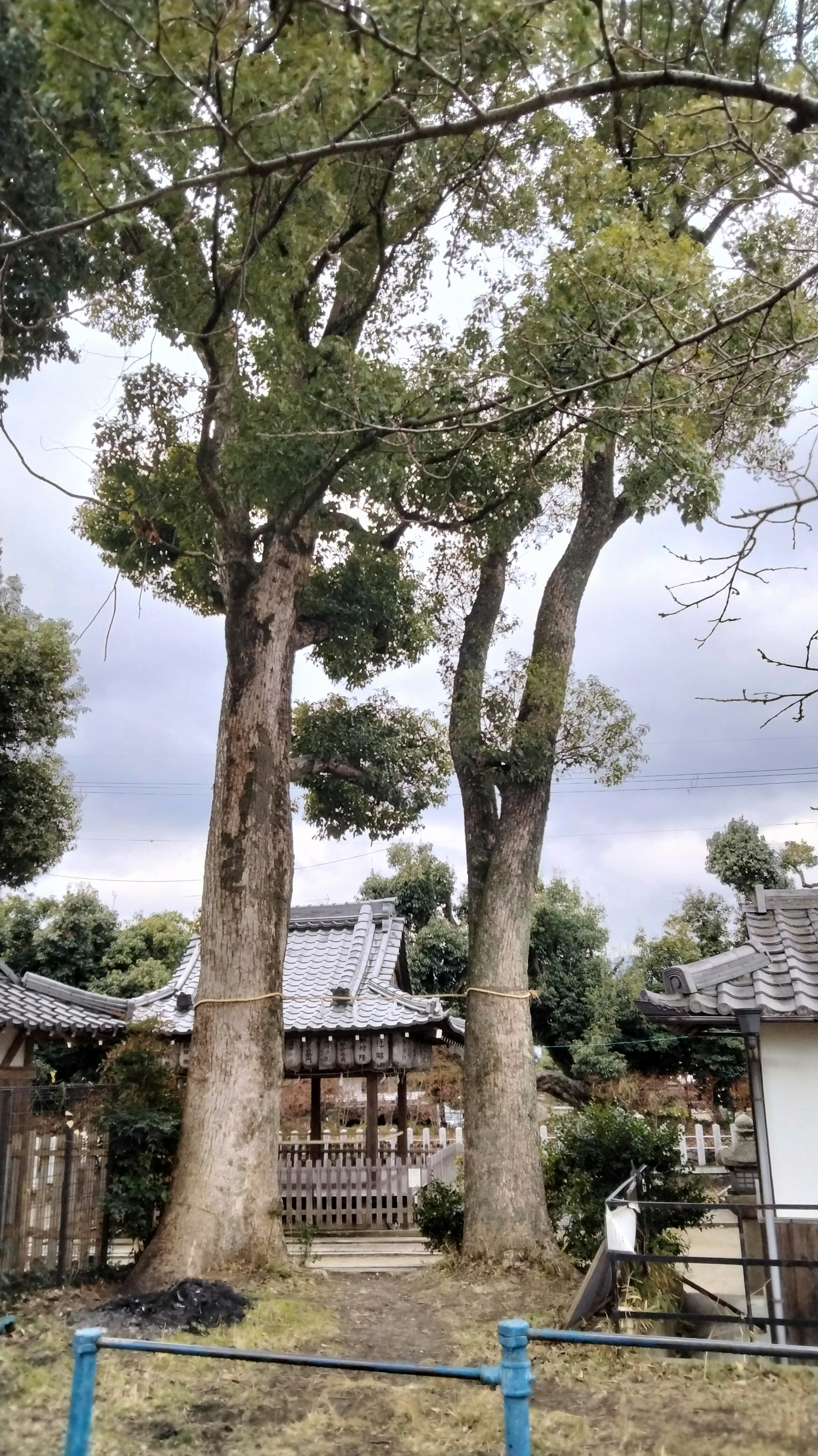 Una vista escénica de dos grandes árboles en un jardín japonés tradicional