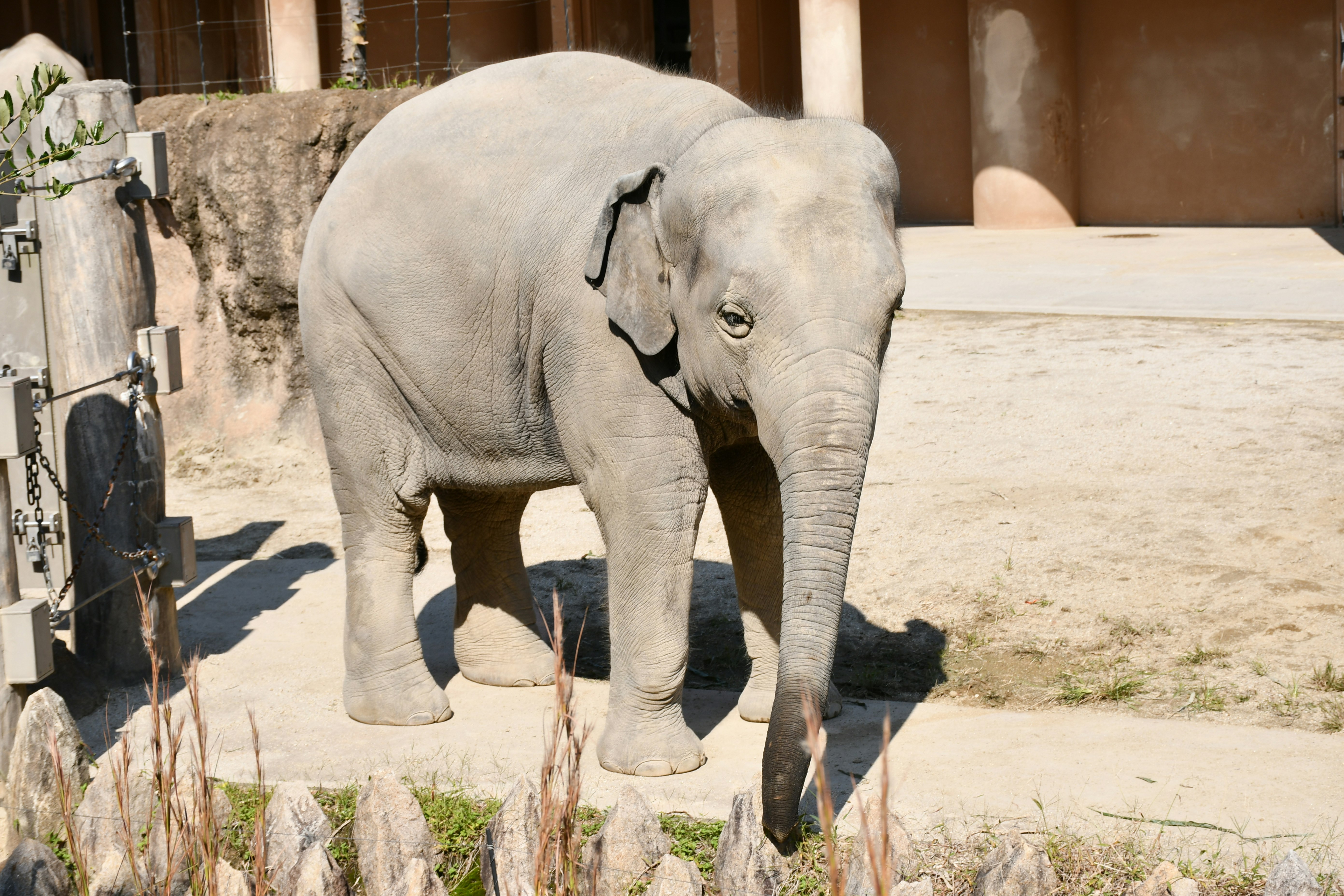 動物園の囲いの中で立つゾウの姿