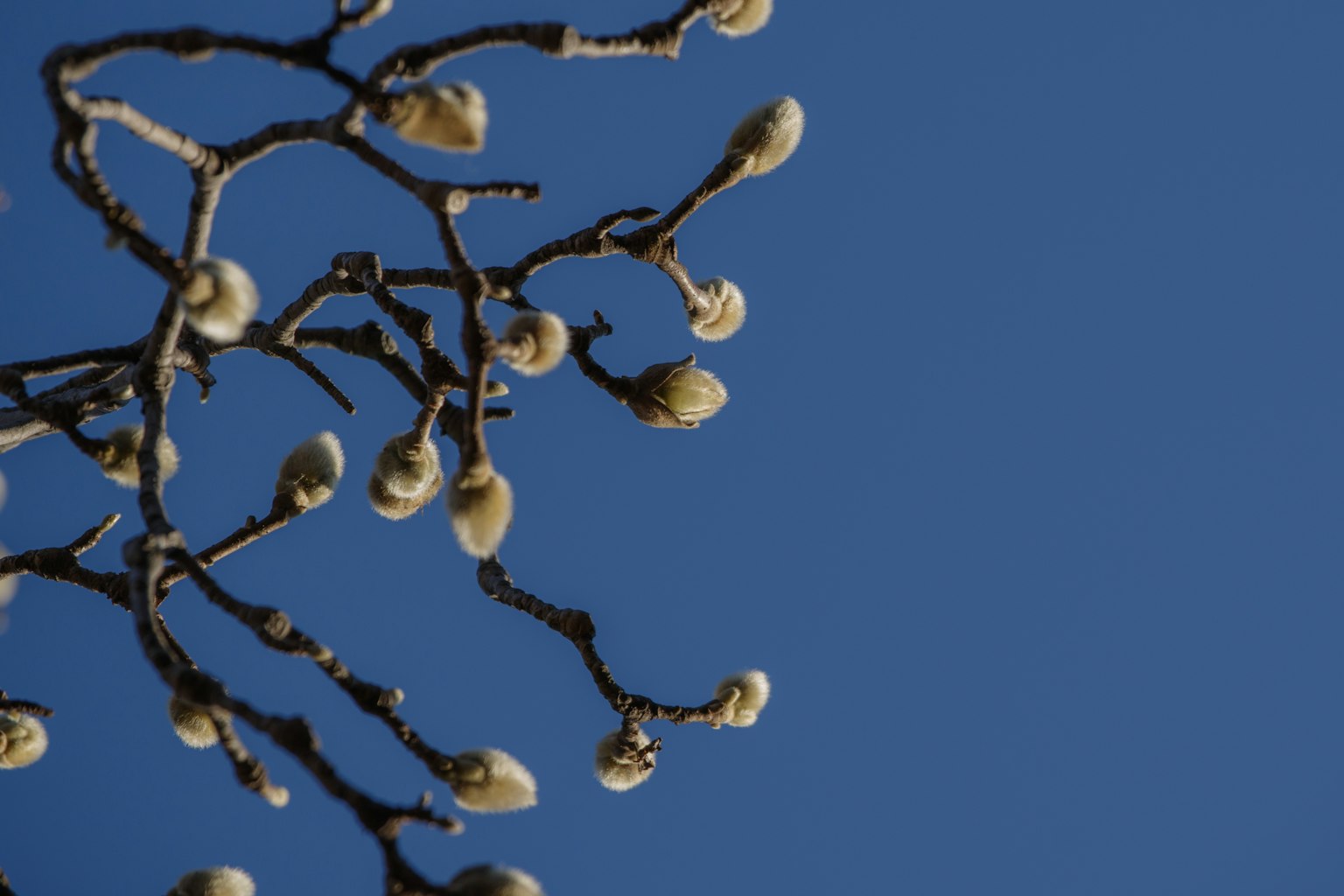 Baumzweige mit Knospen vor einem klaren blauen Himmel