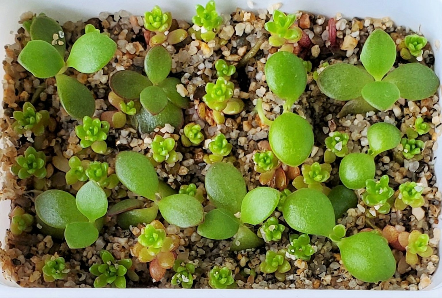 Plantes succulentes vertes poussant sur le sol
