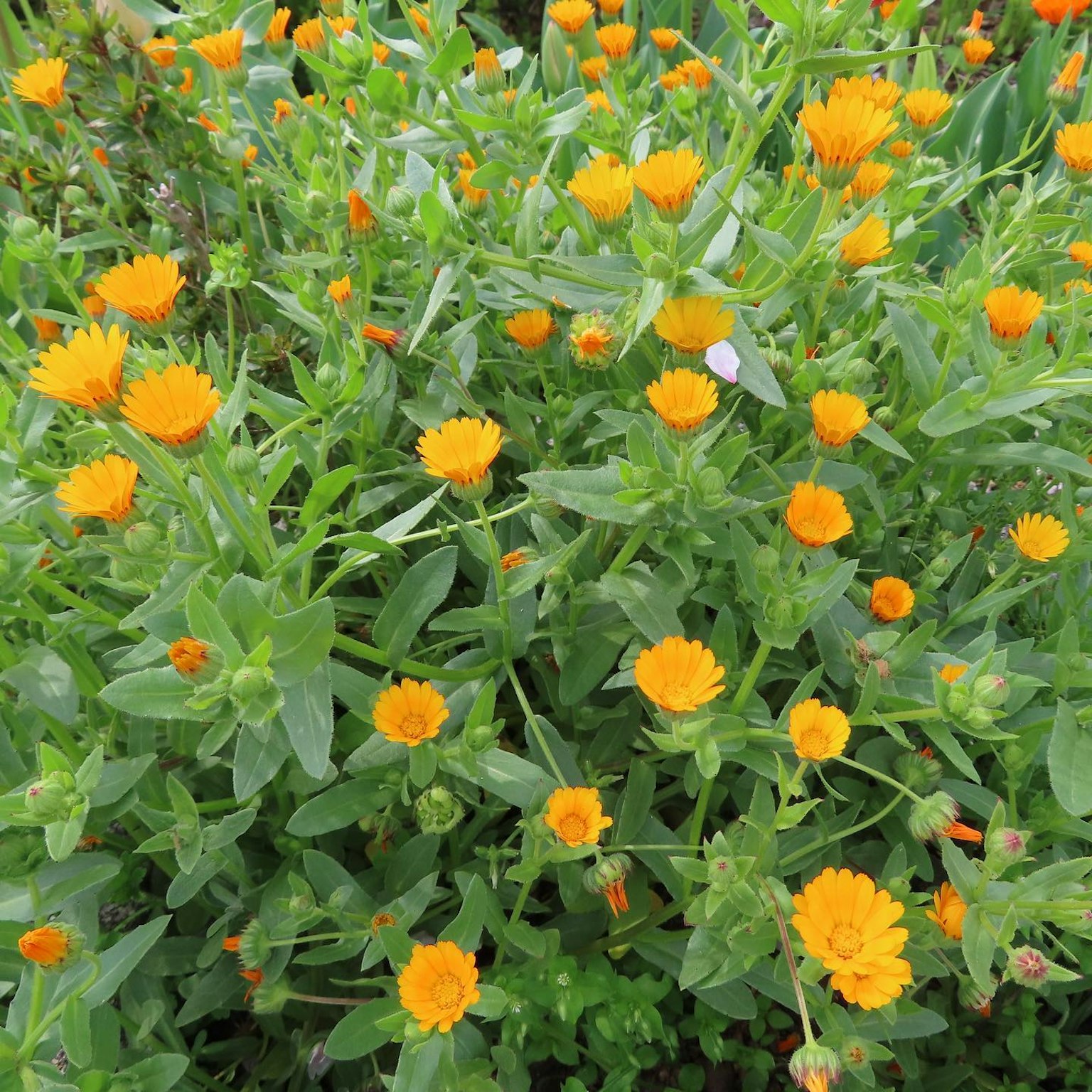 Fleurs orange vives fleurissant dans un groupe de plantes vertes luxuriantes