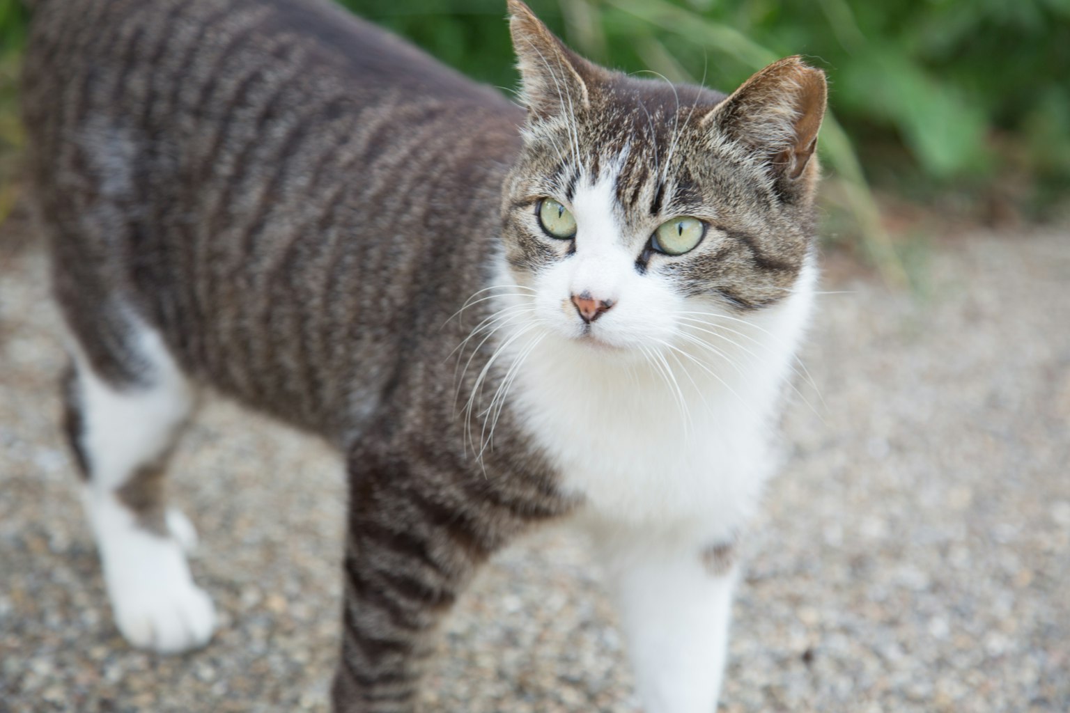 Un bel gatto a strisce che cammina all'aperto