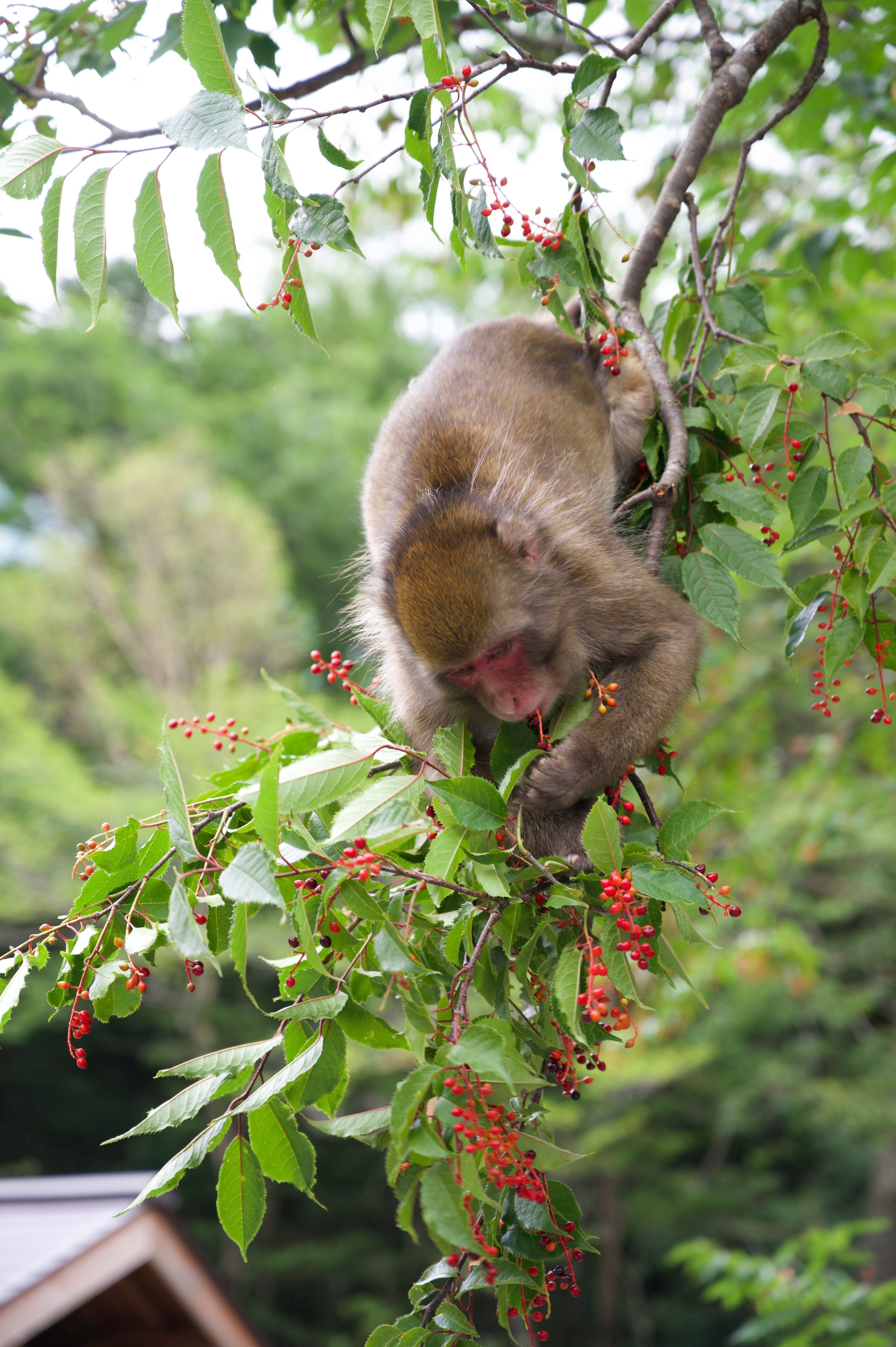 木の枝にぶら下がる毛並みのある動物