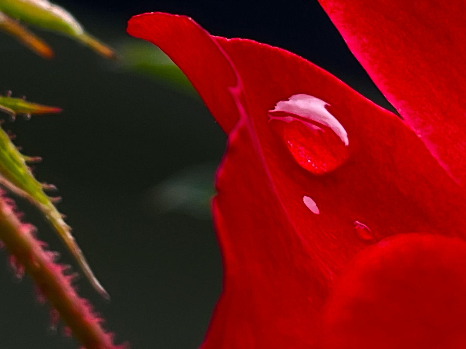Close-up of red flower petal with a water droplet