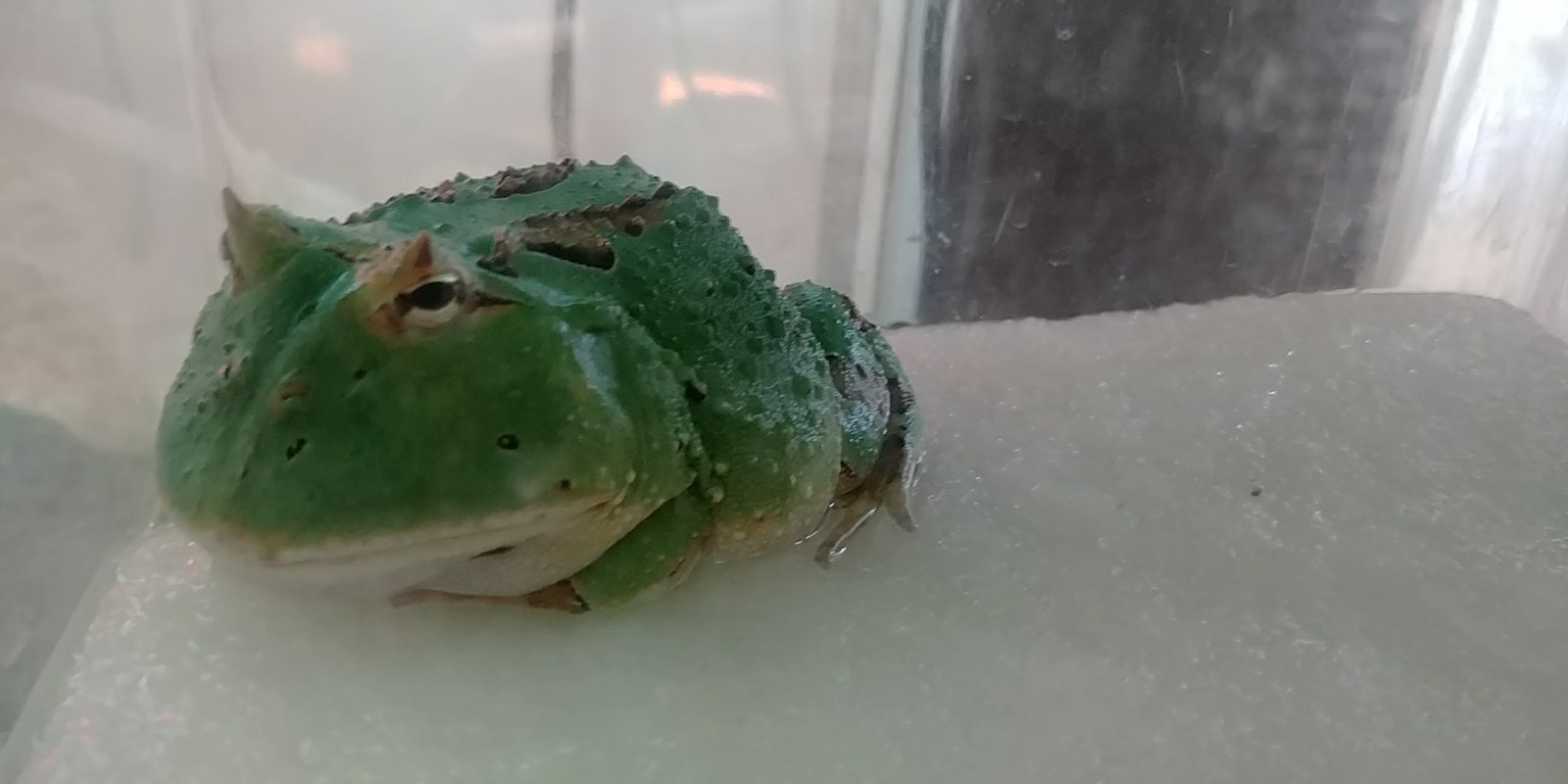 Una rana verde che riposa all'interno di un contenitore trasparente