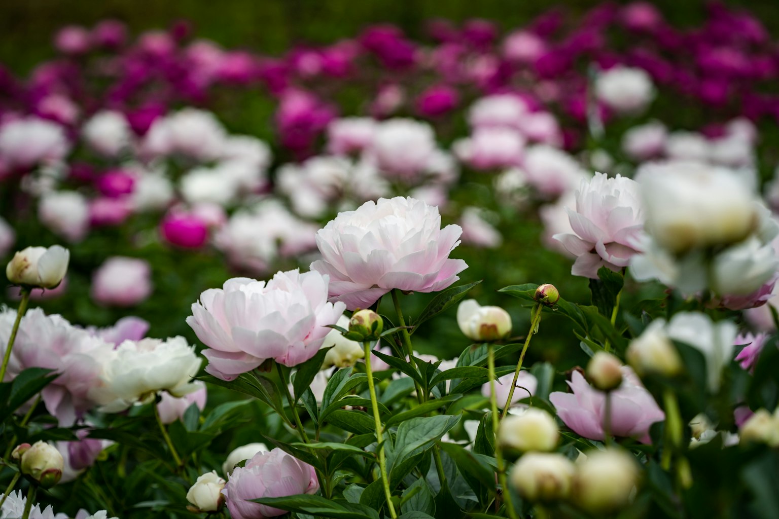 Un champ vibrant de pivoines en fleurs dans des nuances de rose et de blanc avec un feuillage vert luxuriant