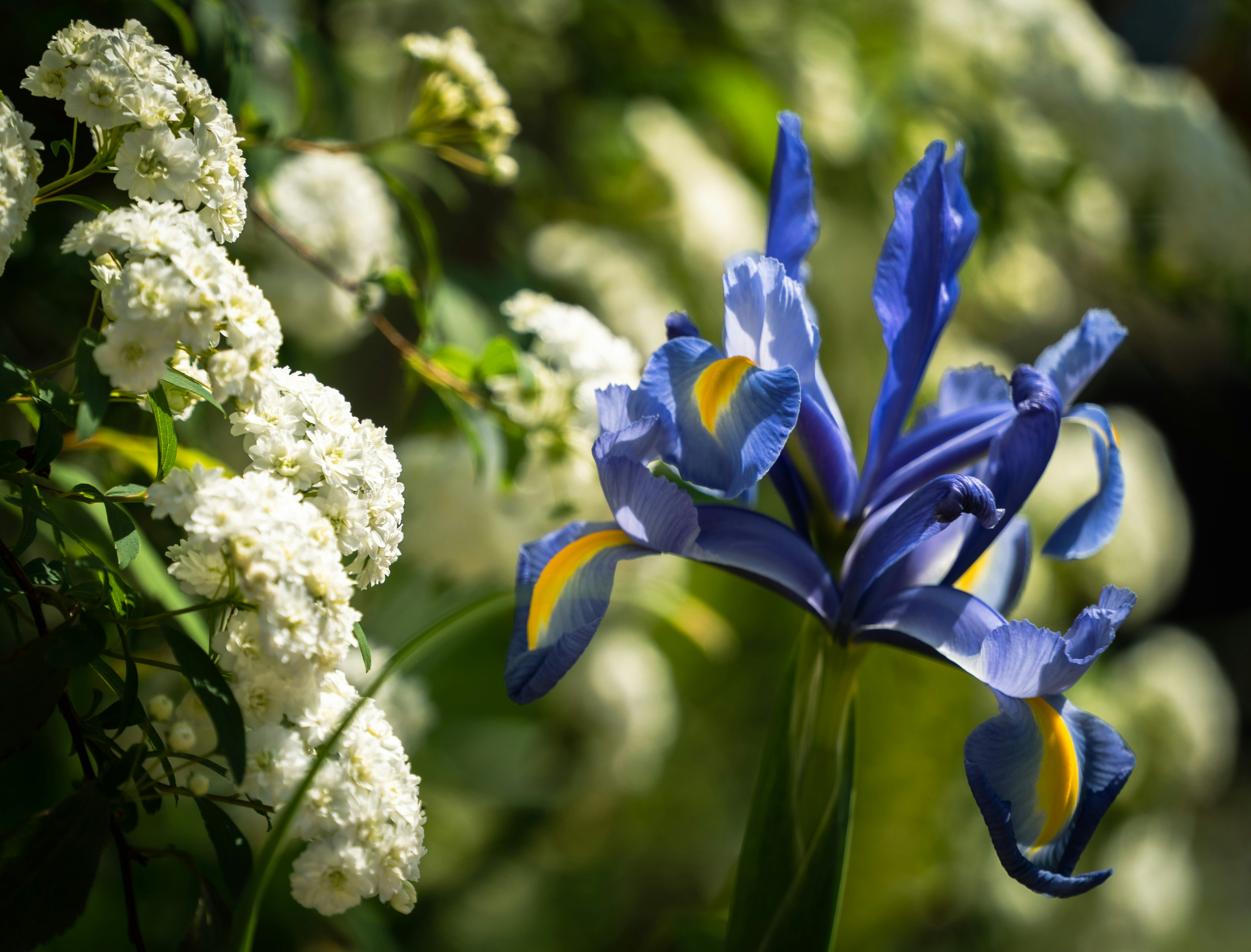 青いアイリスと白い花が並ぶ庭の花壇