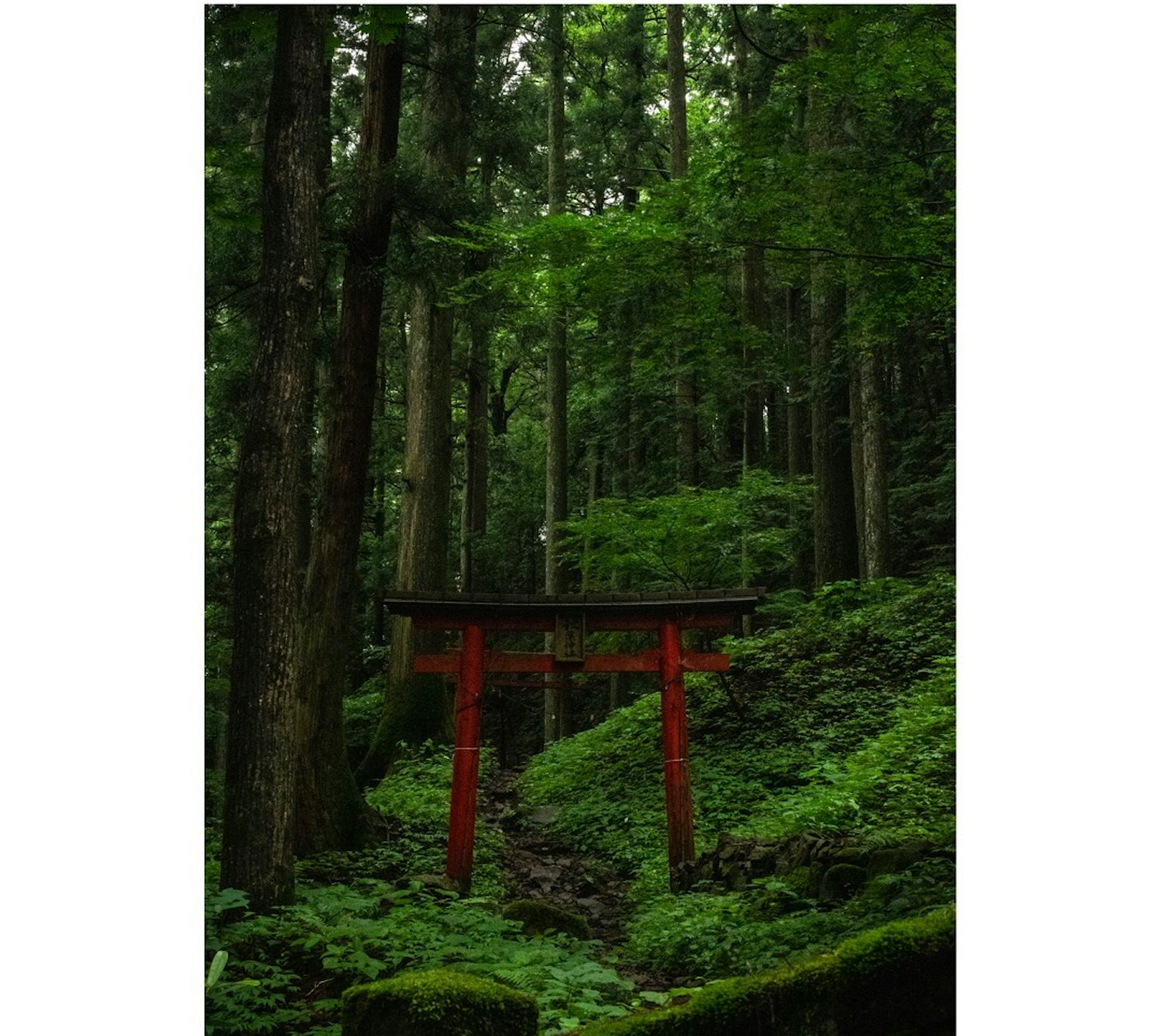 Gerbang torii merah di hutan hijau yang subur