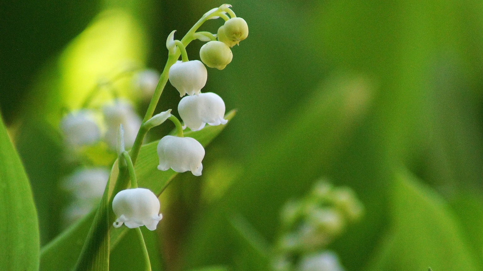 Cluster of white lily of the valley flowers surrounded by green leaves