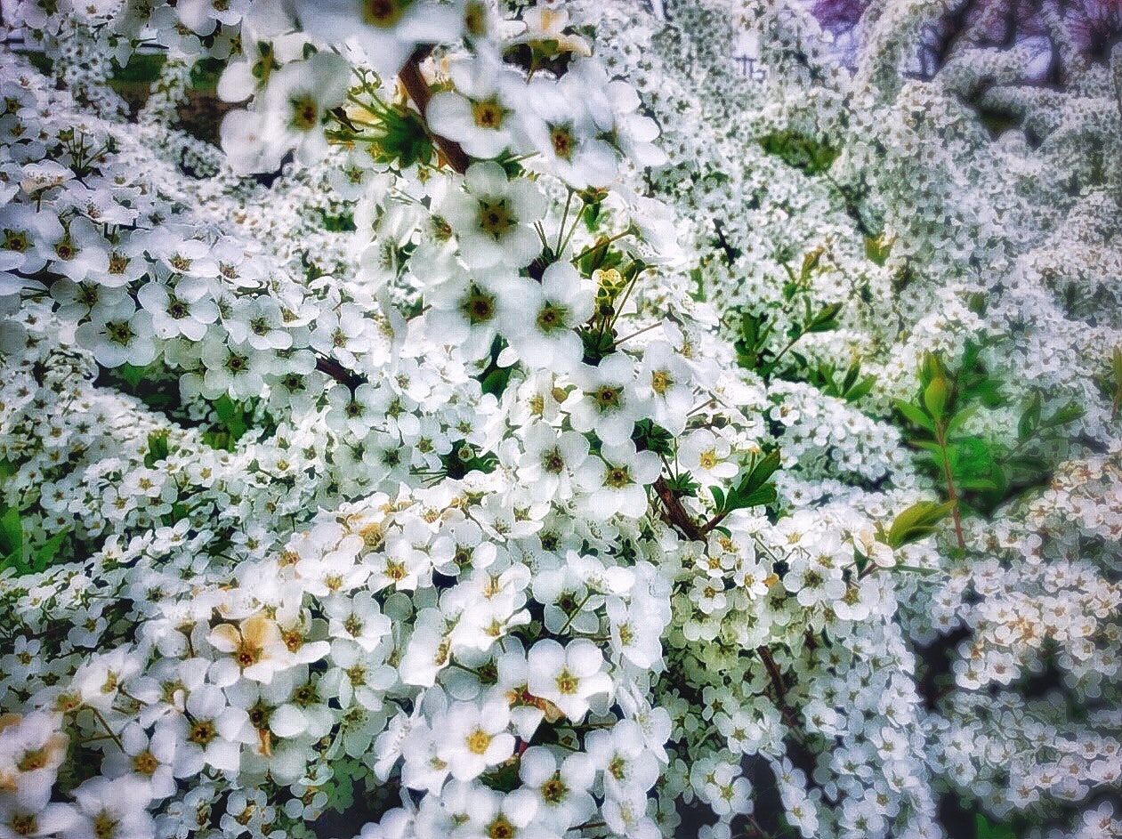 白い花が満開の植物のクローズアップ