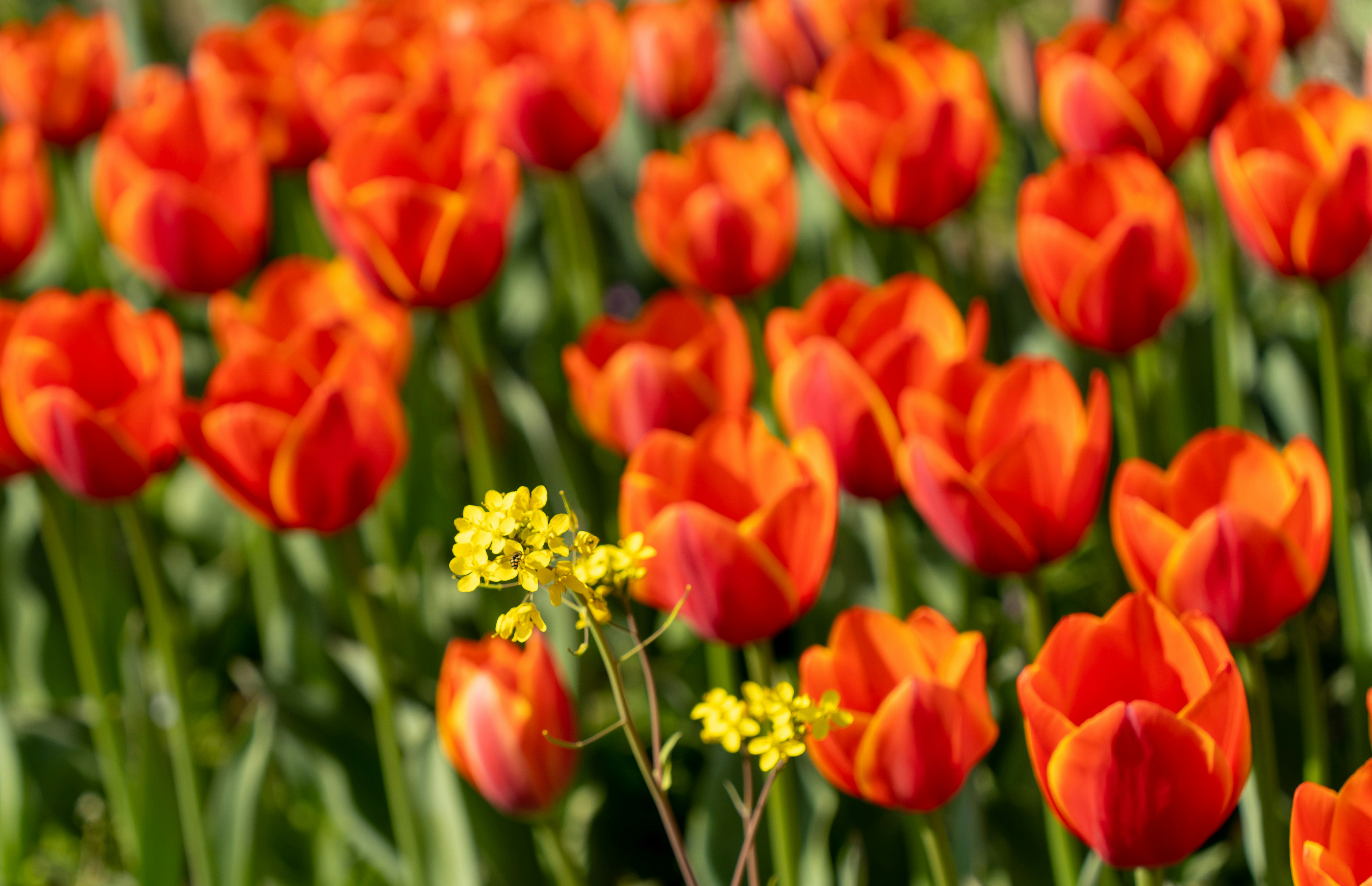 赤いチューリップの花畑と黄色い小花