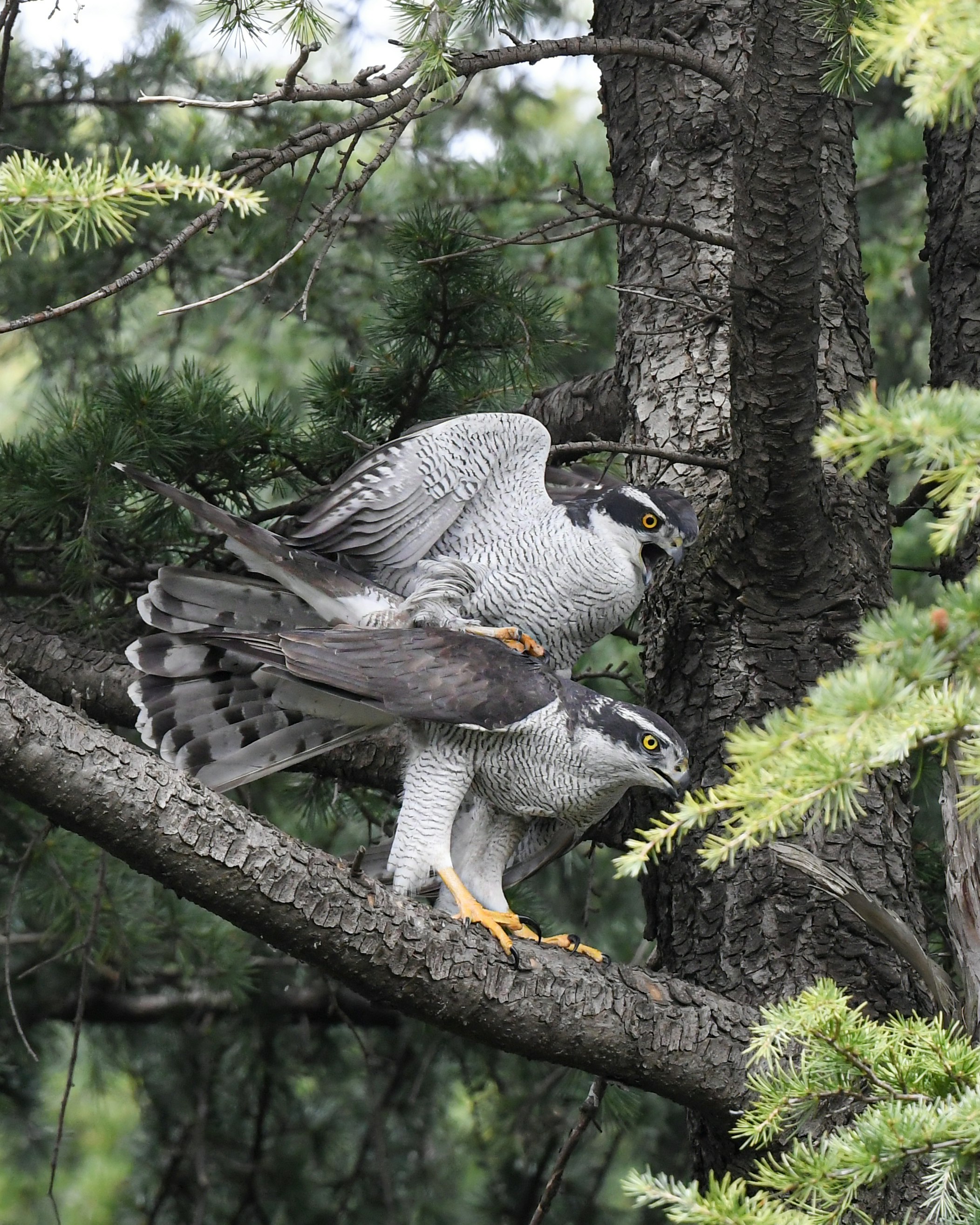 オオタカの交尾の瞬間を枝上で捉えた野鳥のクローズアップ