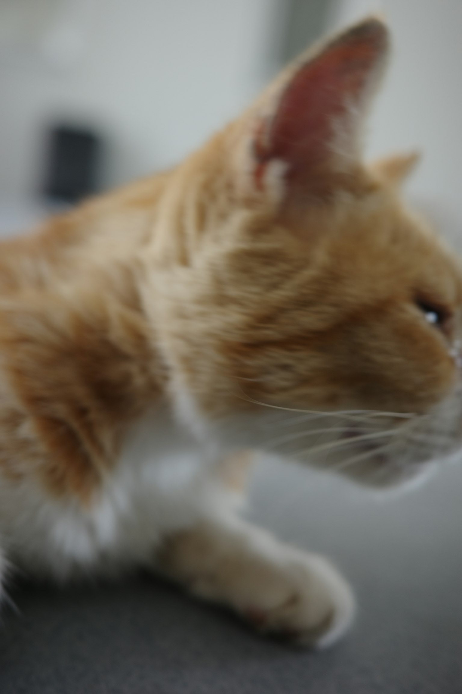 Profil latéral d'un chat orange assis sur une surface