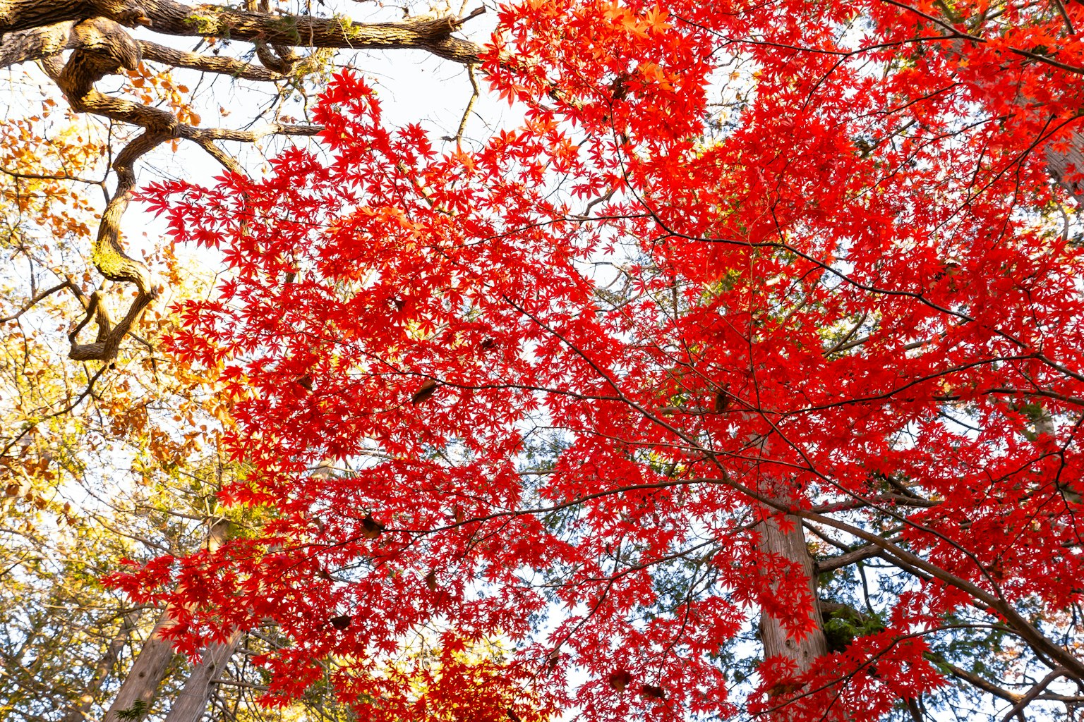 Lebendige rote Herbstblätter an Bäumen