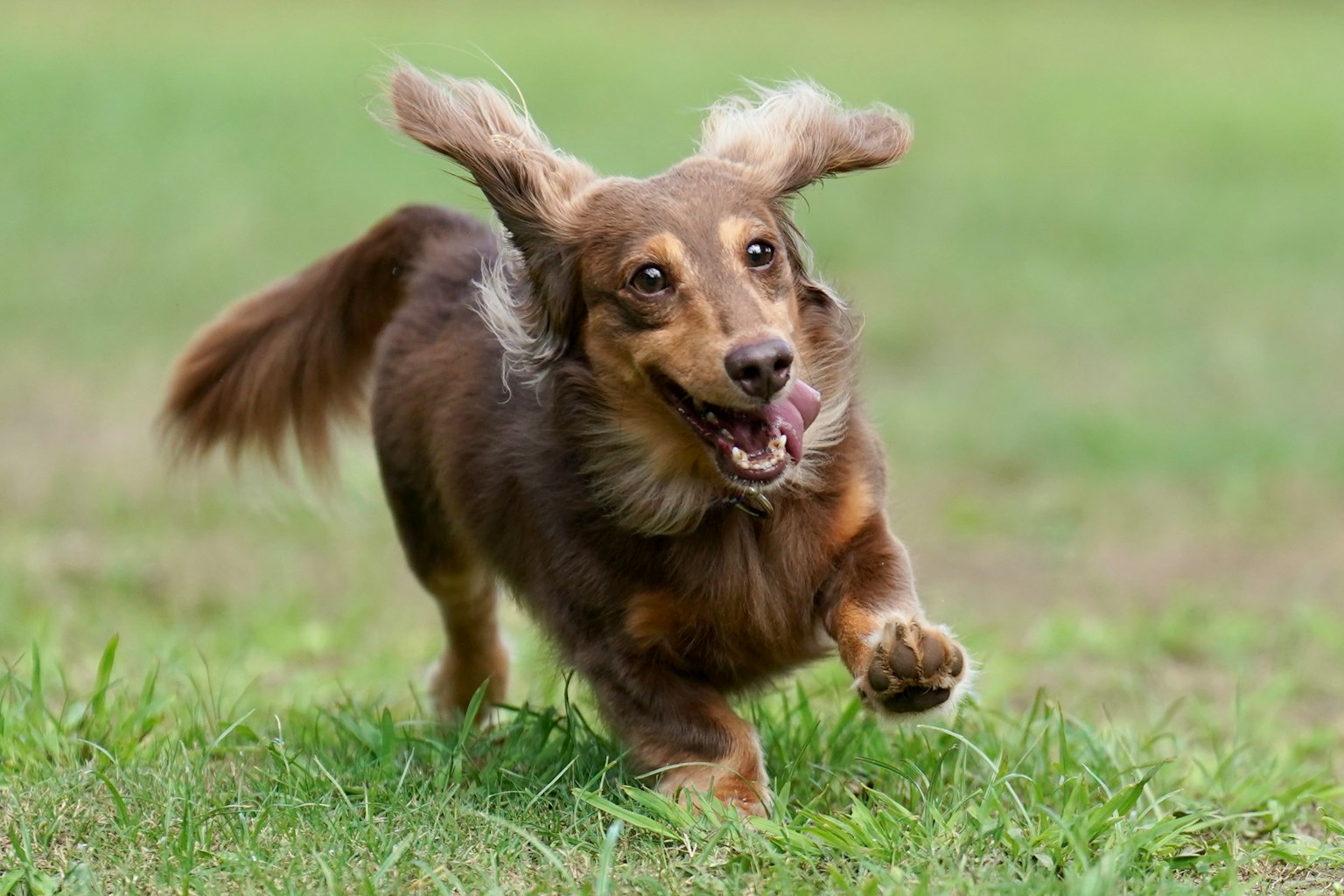 Ein brauner Hund, der fröhlich über grünes Gras läuft, mit flatternden Ohren