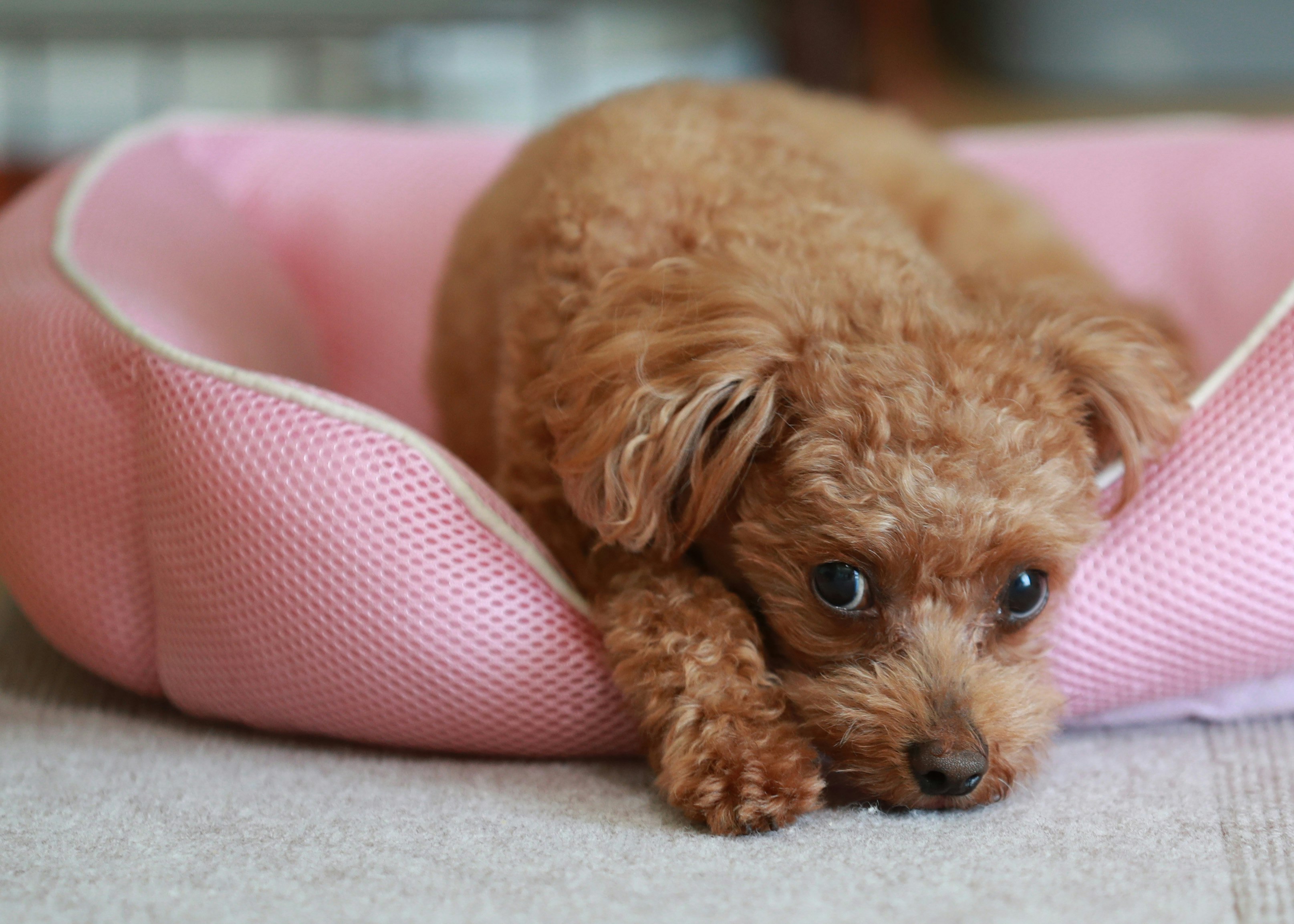 粉色抱枕上蜷縮的玩具貴賓犬幼犬