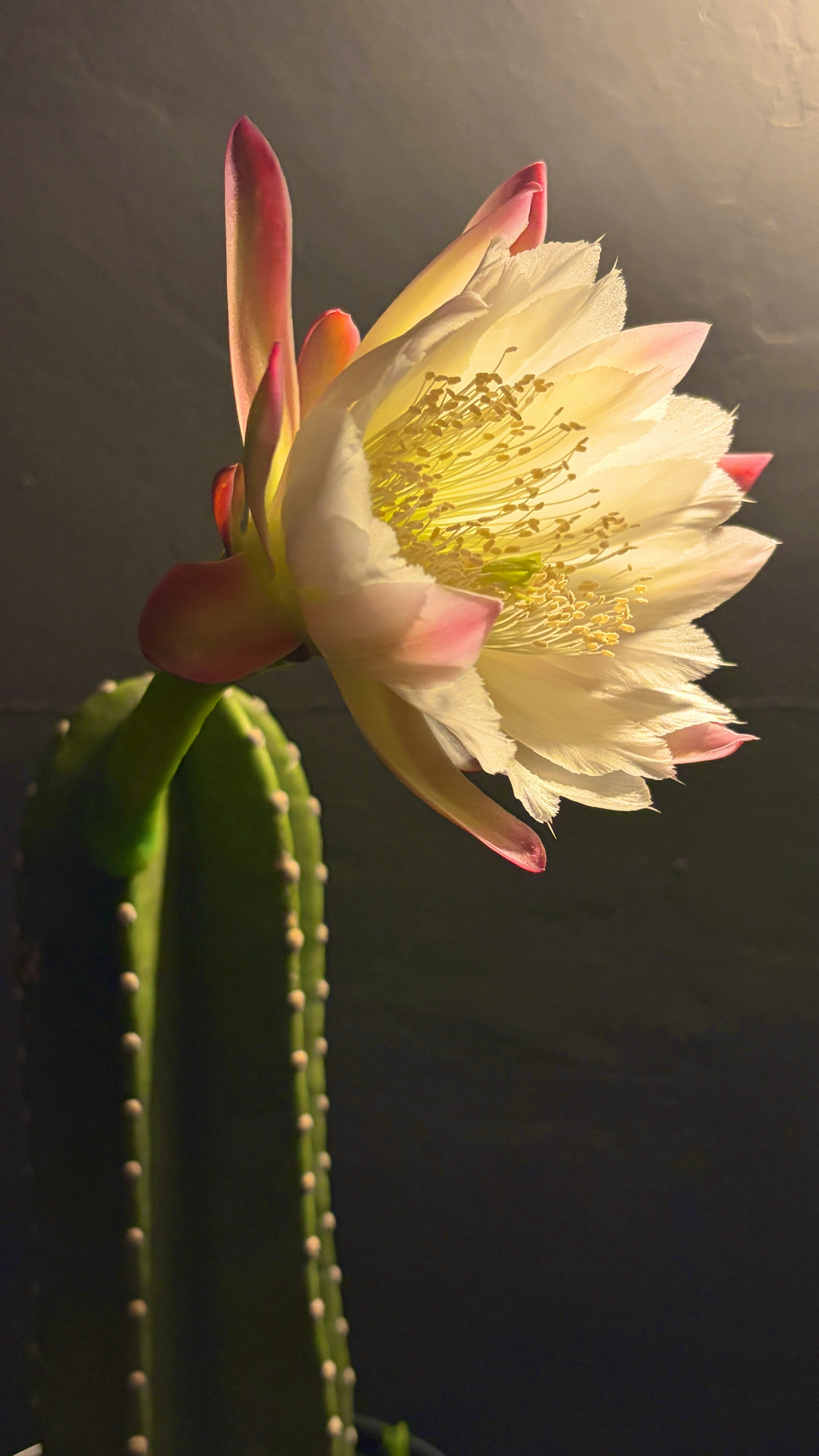 サボテンの花とつぼみのクローズアップ