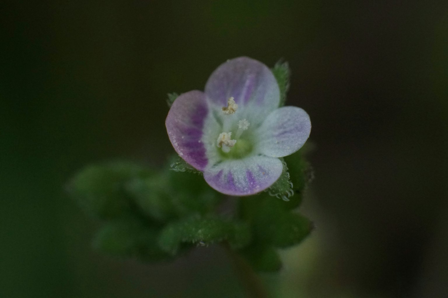 Una delicada flor púrpura clara contra un fondo verde borroso