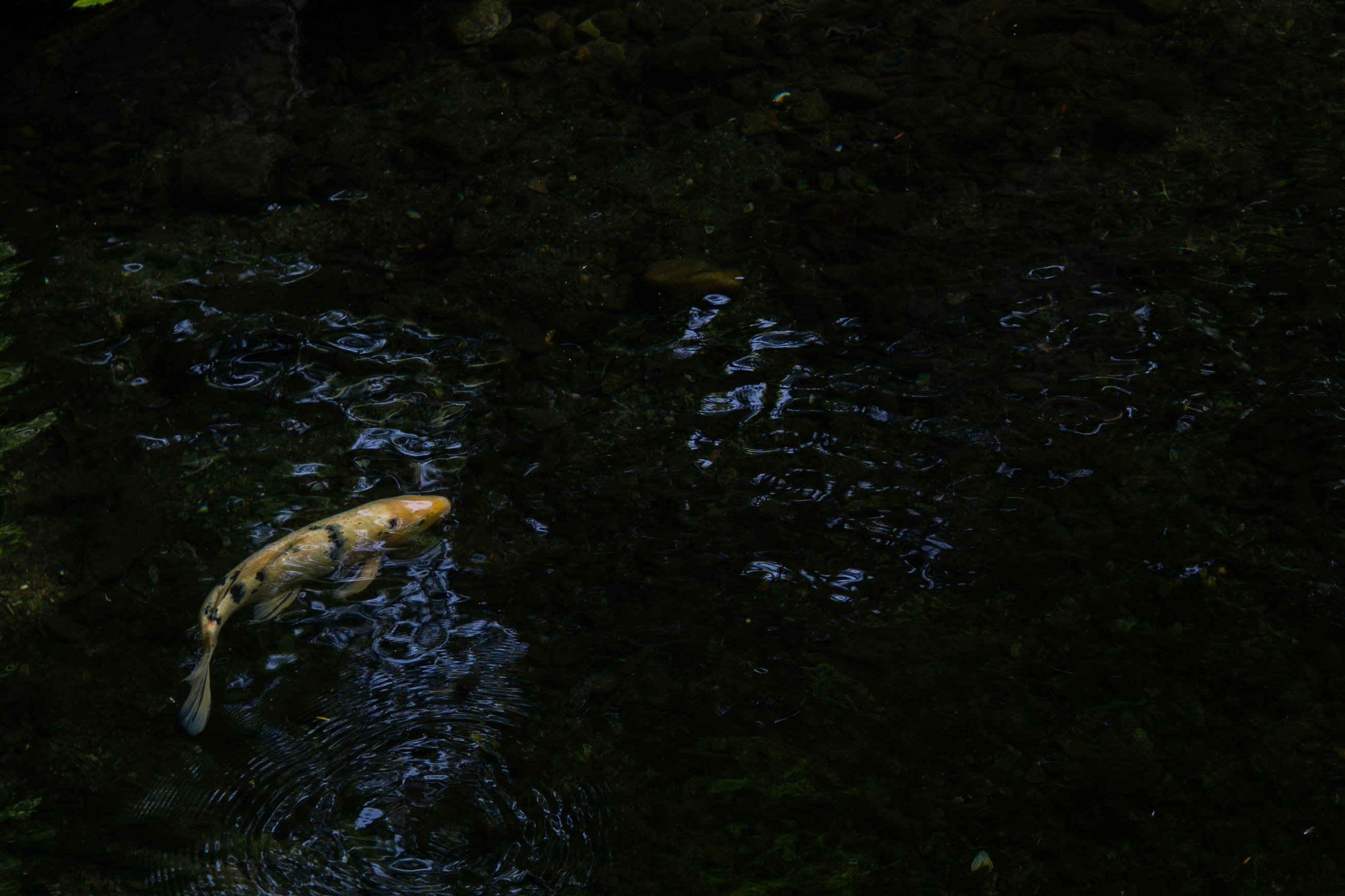 暗い水辺で泳ぐ魚