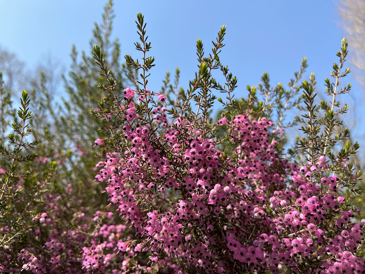 Primo piano di fiori rosa in fiore contro un cielo blu chiaro